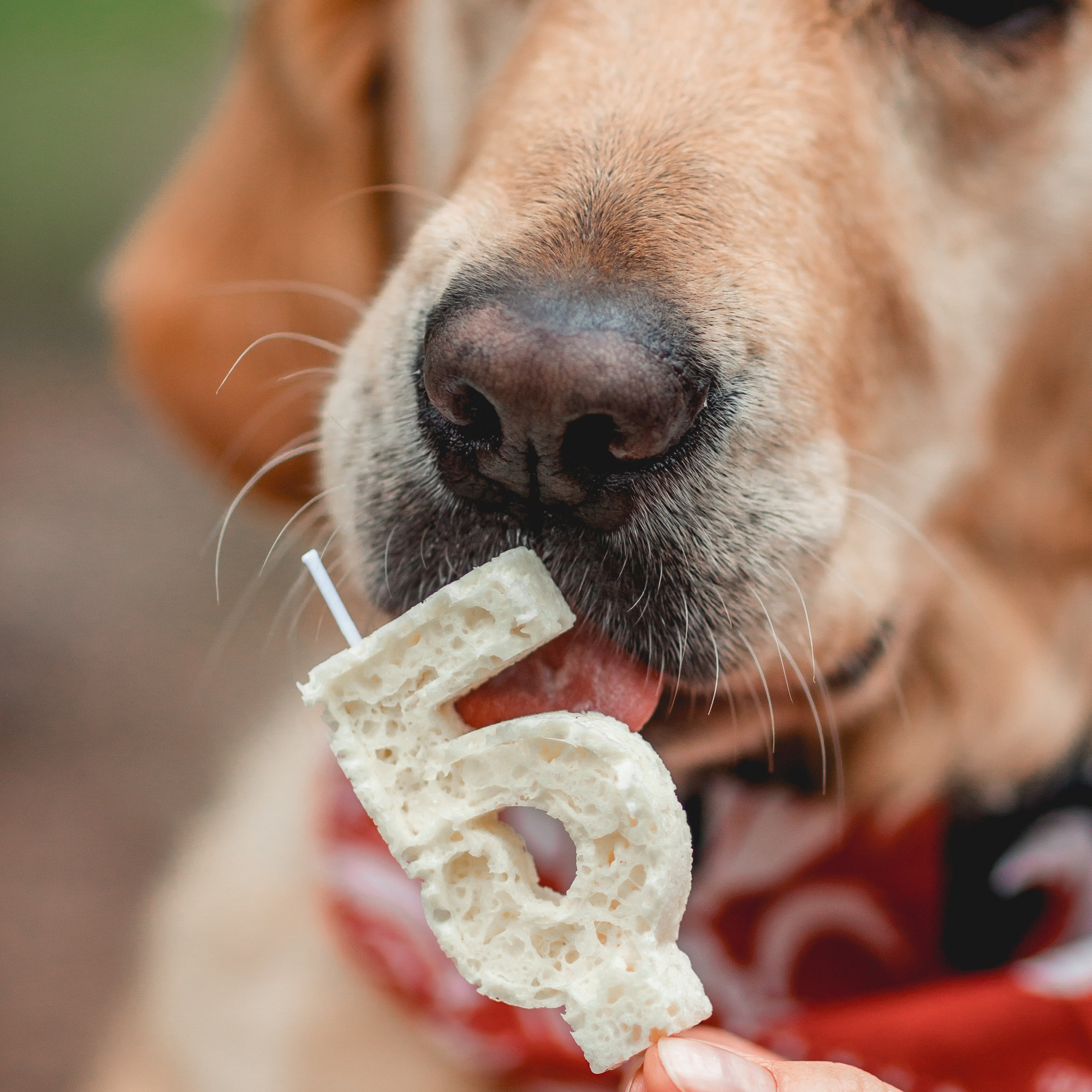 День Рождения Чили