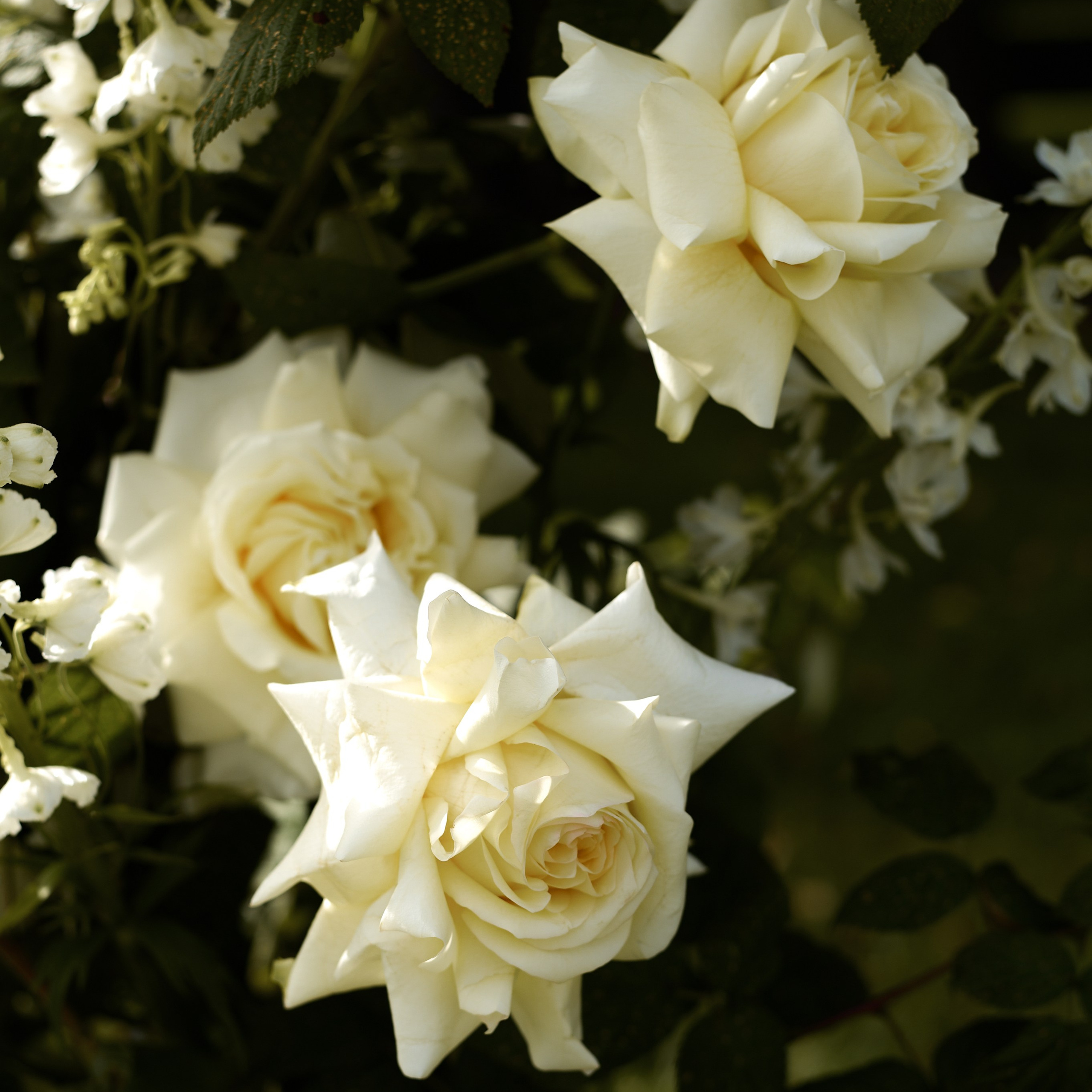 Дмитрий и Полина. Свадебный фотограф Маро Чихладзе в Калининграде