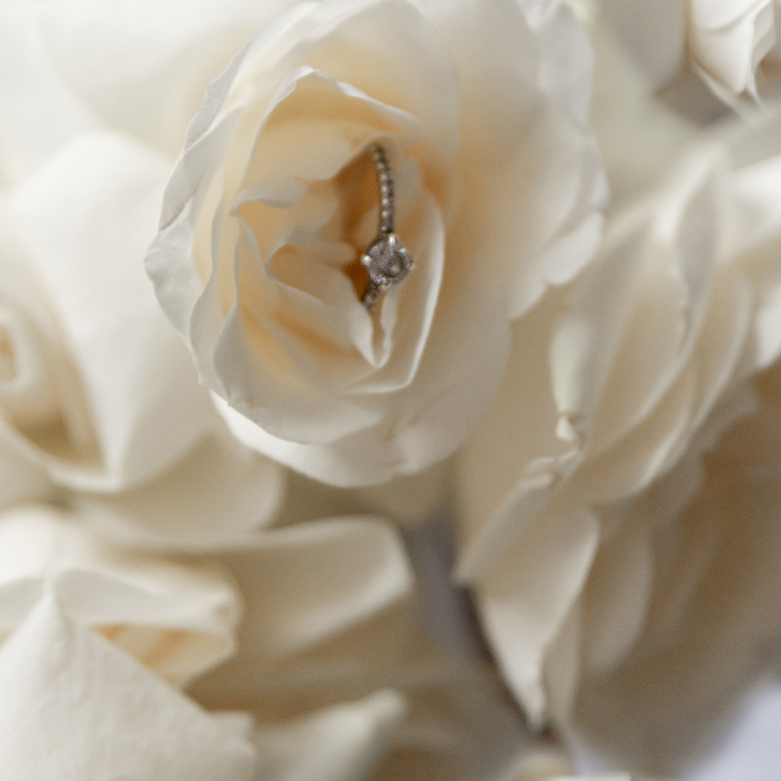 Вдаль унесённые ветром…. Свадебный фотограф в Краснодарском крае