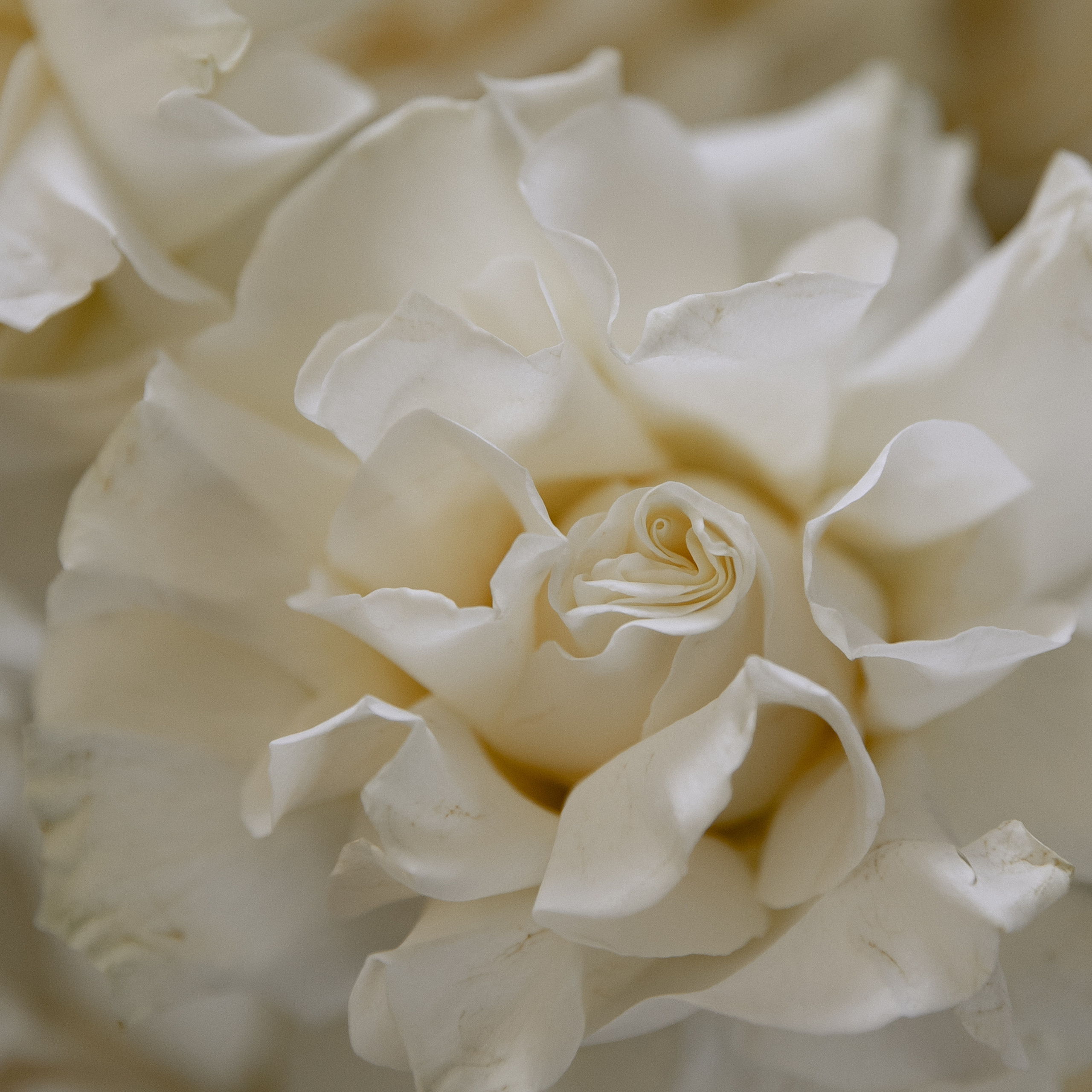 Отзывы. Свадебный фотограф Краснодар Юлия Ткаченко