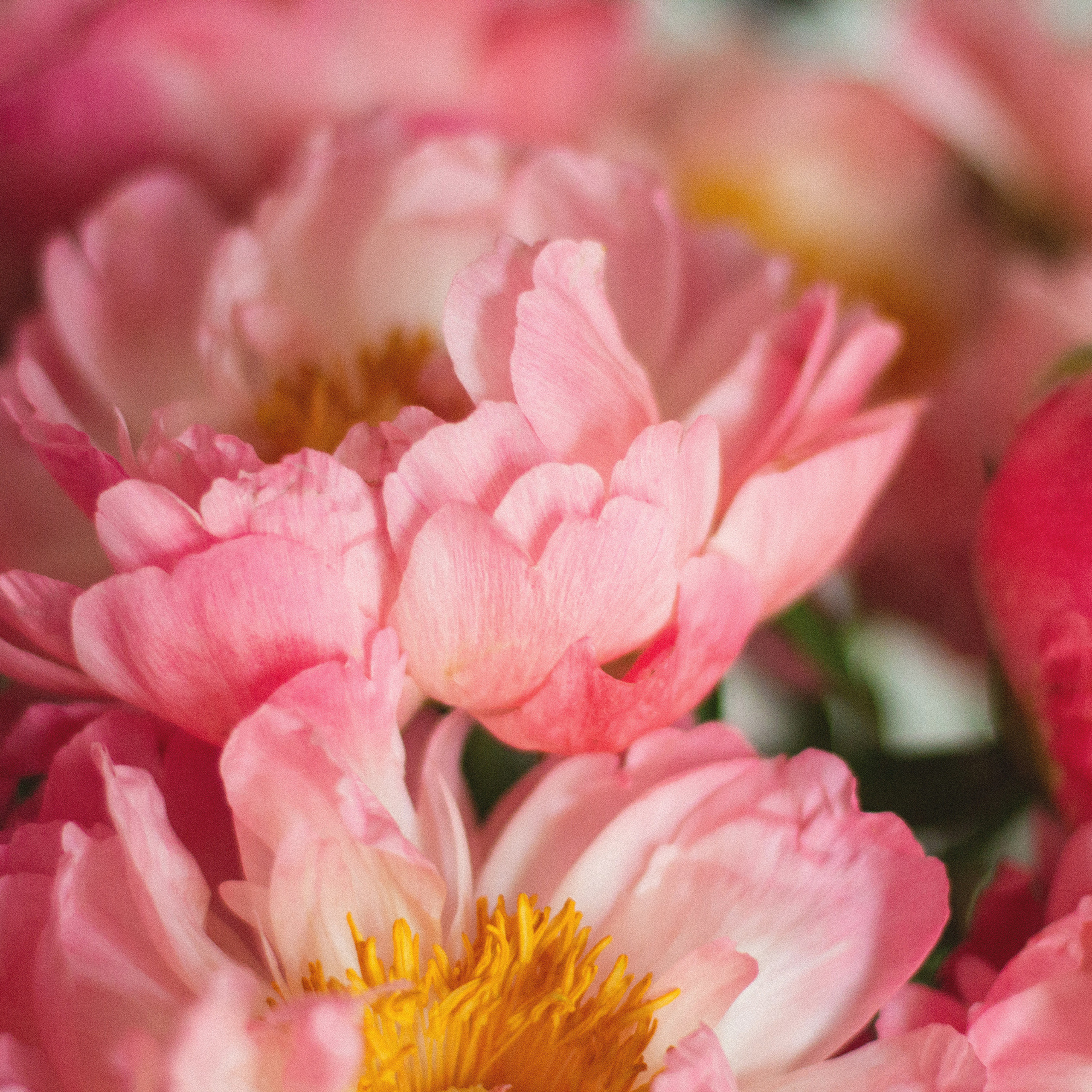 Пионы на фотосессию в Москве.