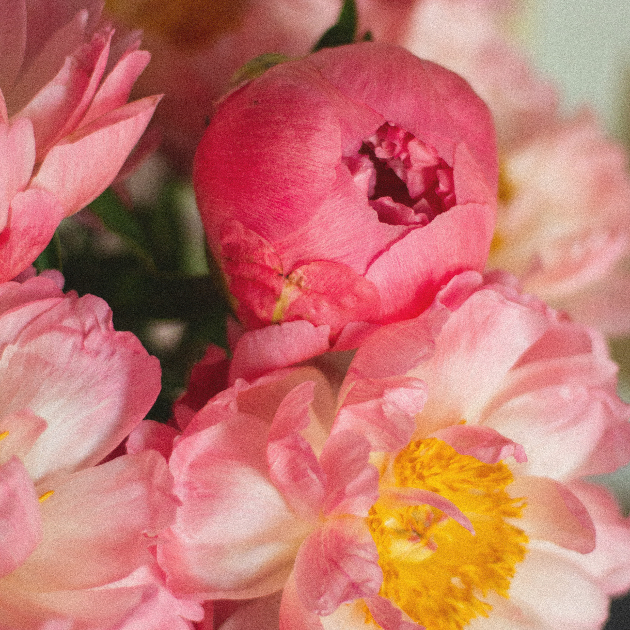 Цветы на заказ в Москве и Подмосковье.