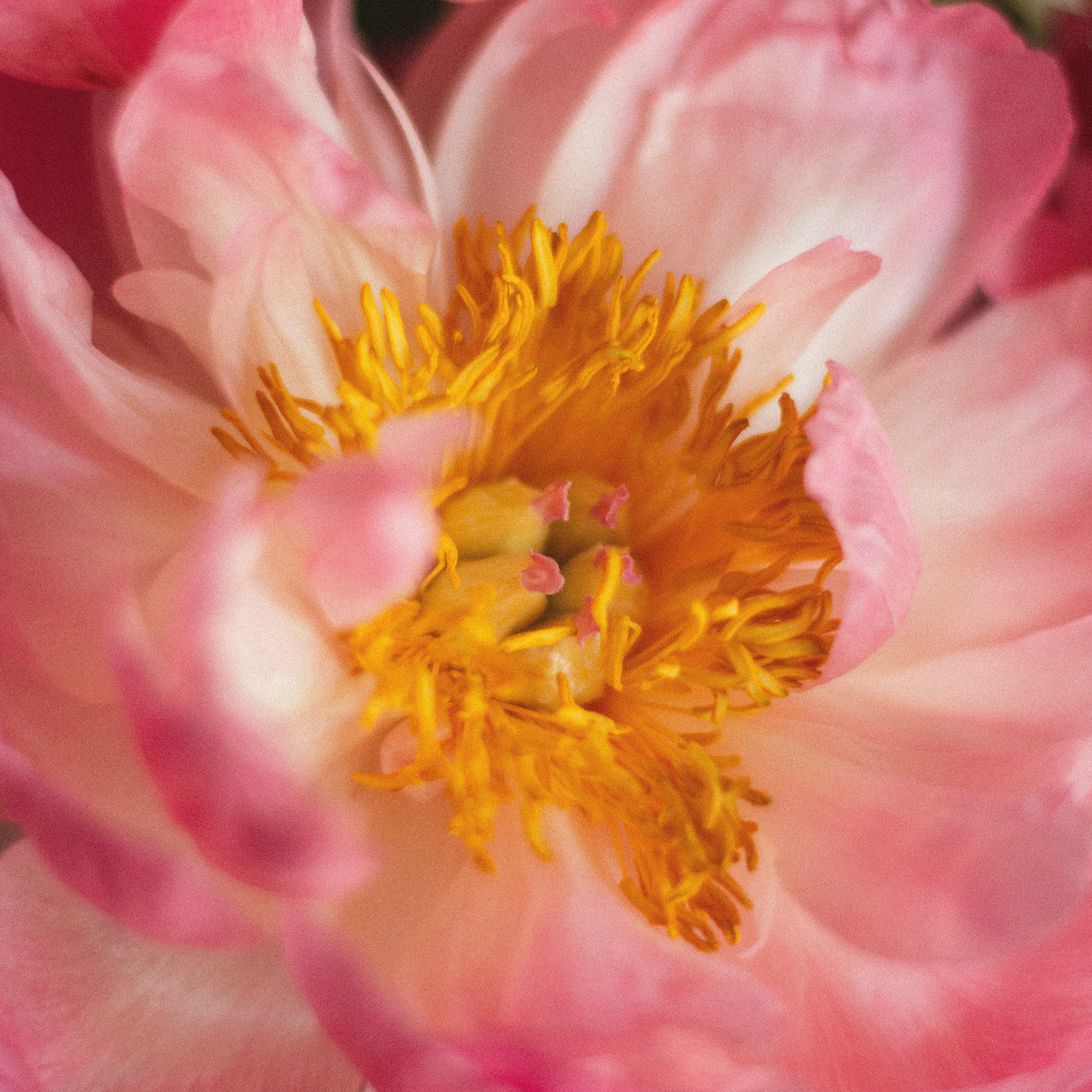 Коралловые пионы в Москве.