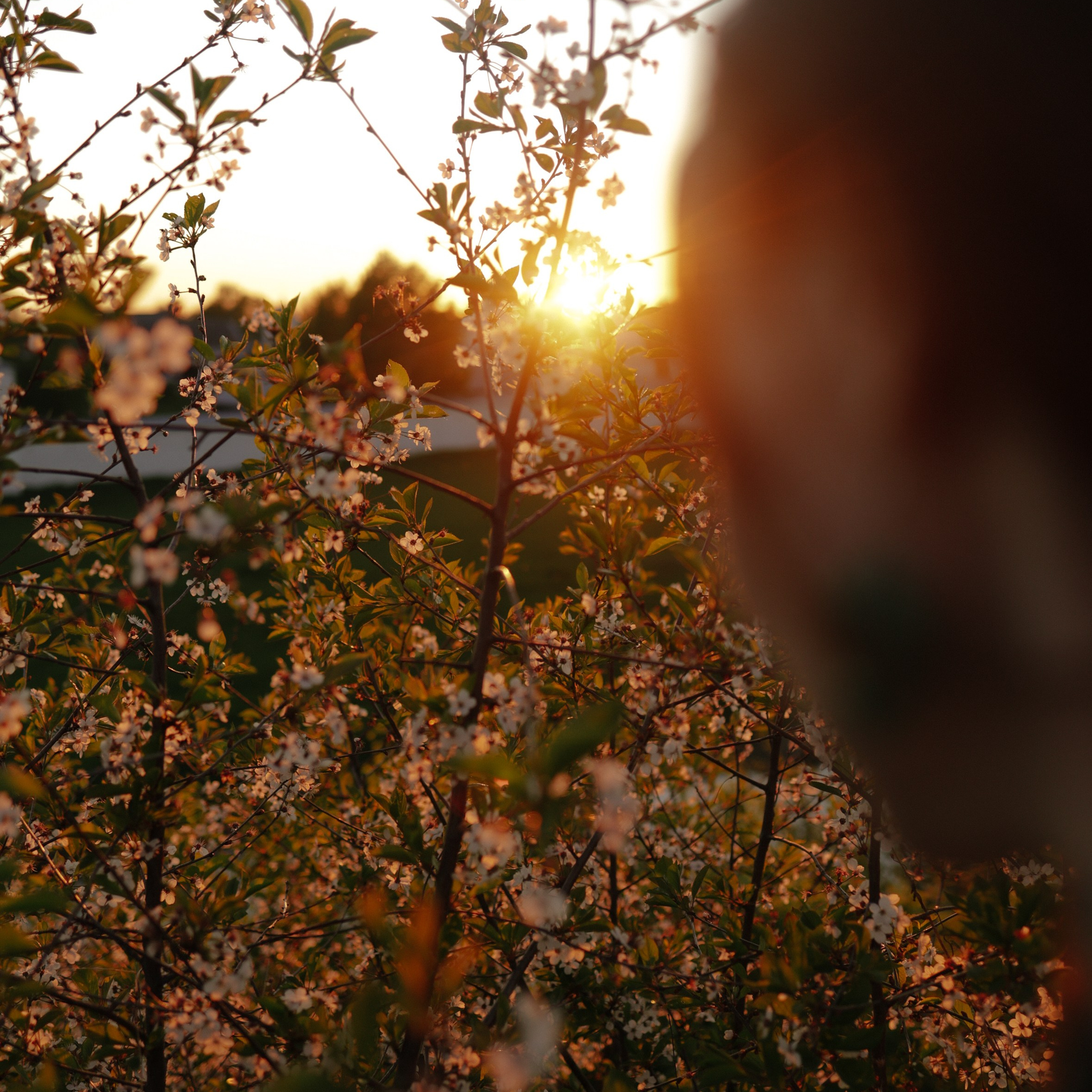 Путешествие в Суздаль. Фотограф и видеограф Елена Лисина