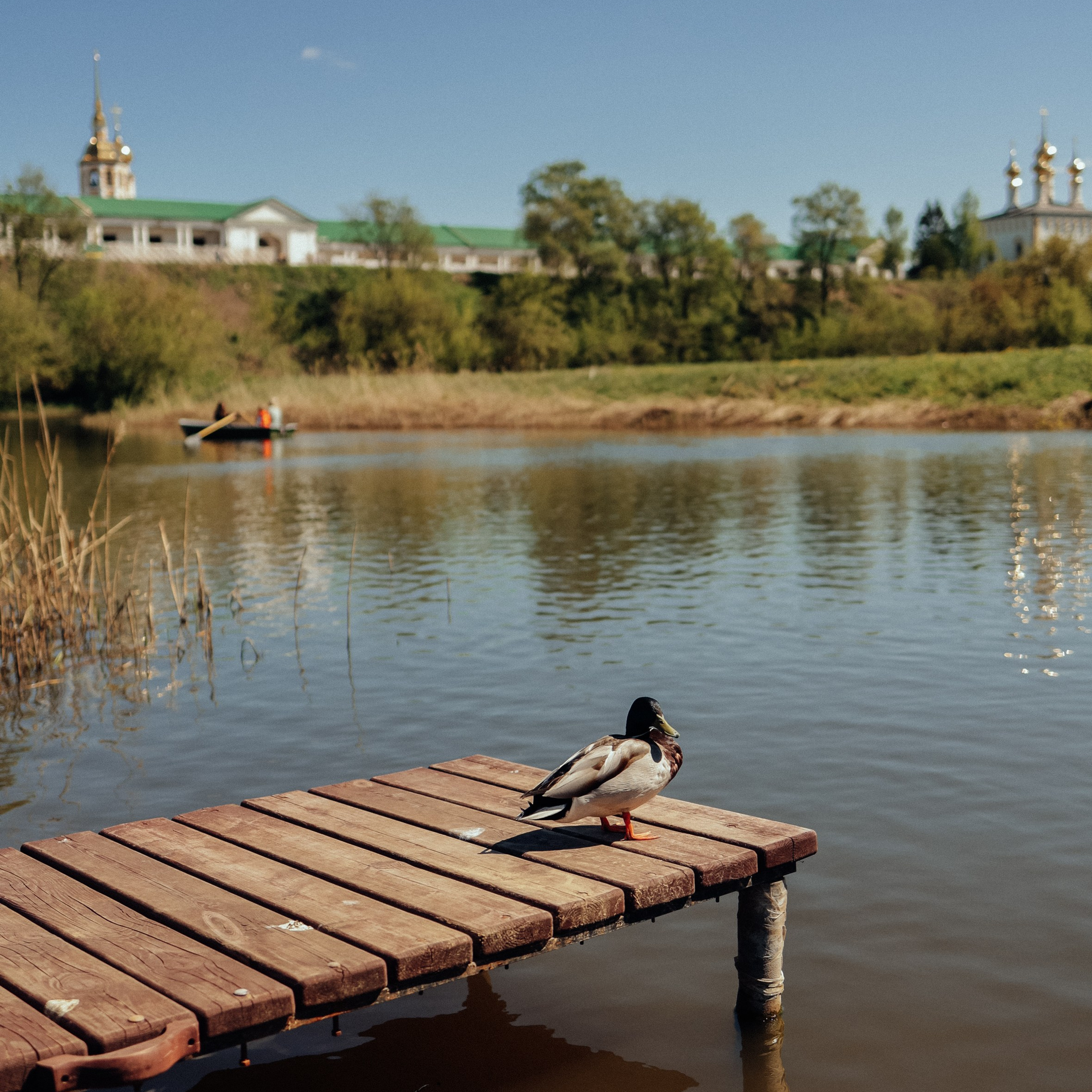 Путешествие в Суздаль. Фотограф и видеограф Елена Лисина