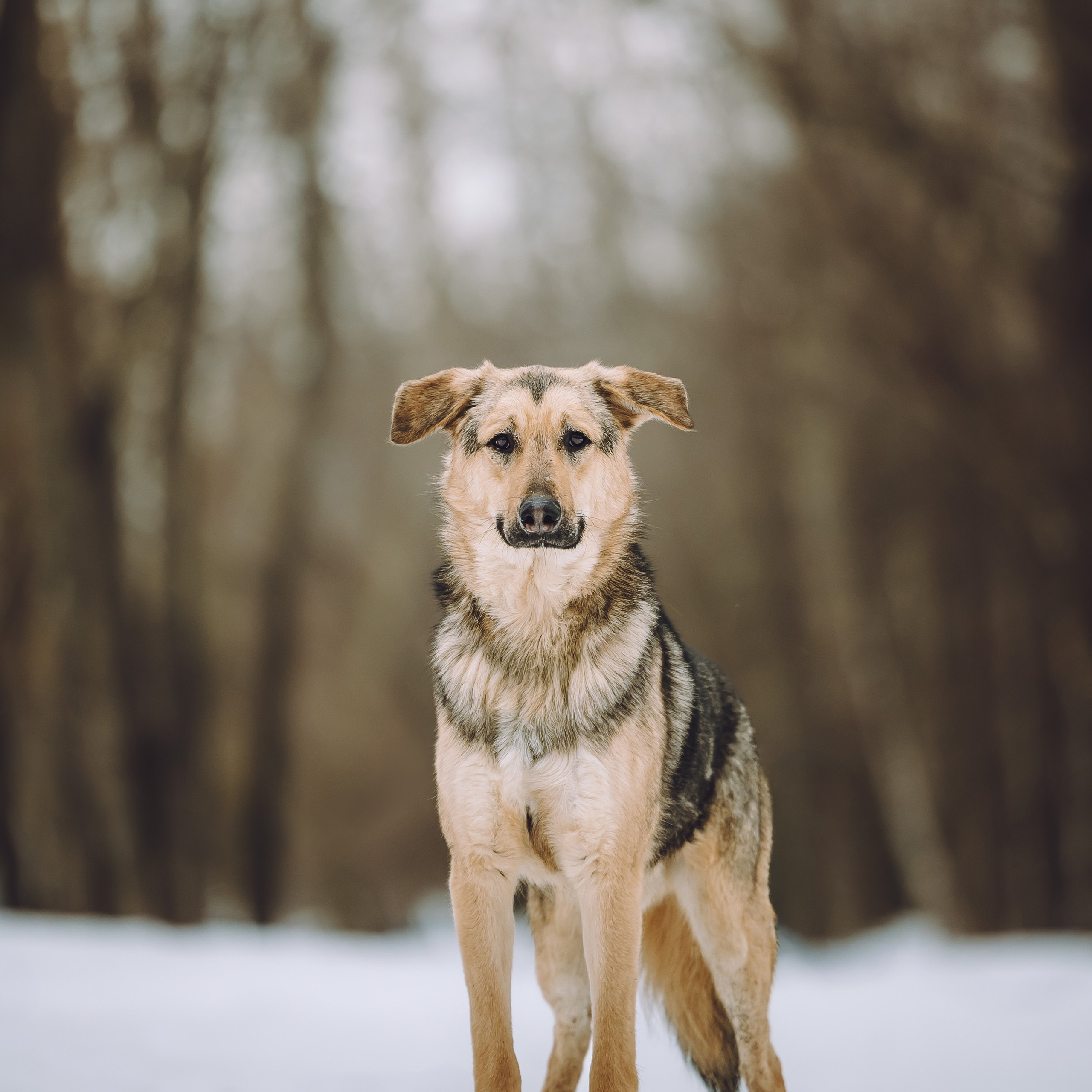 Ищут дом. Забери домой друга