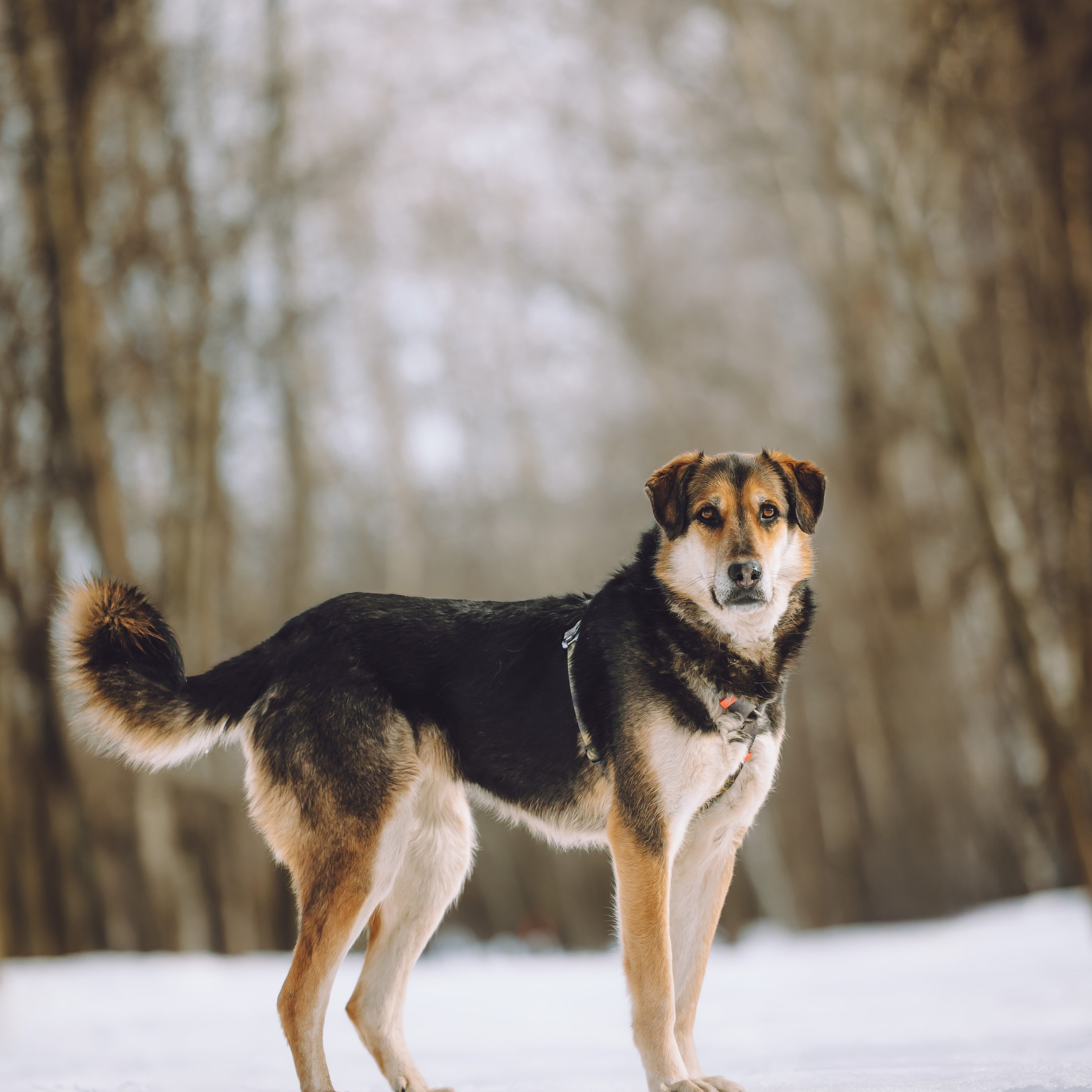 Ищут дом. Забери домой друга