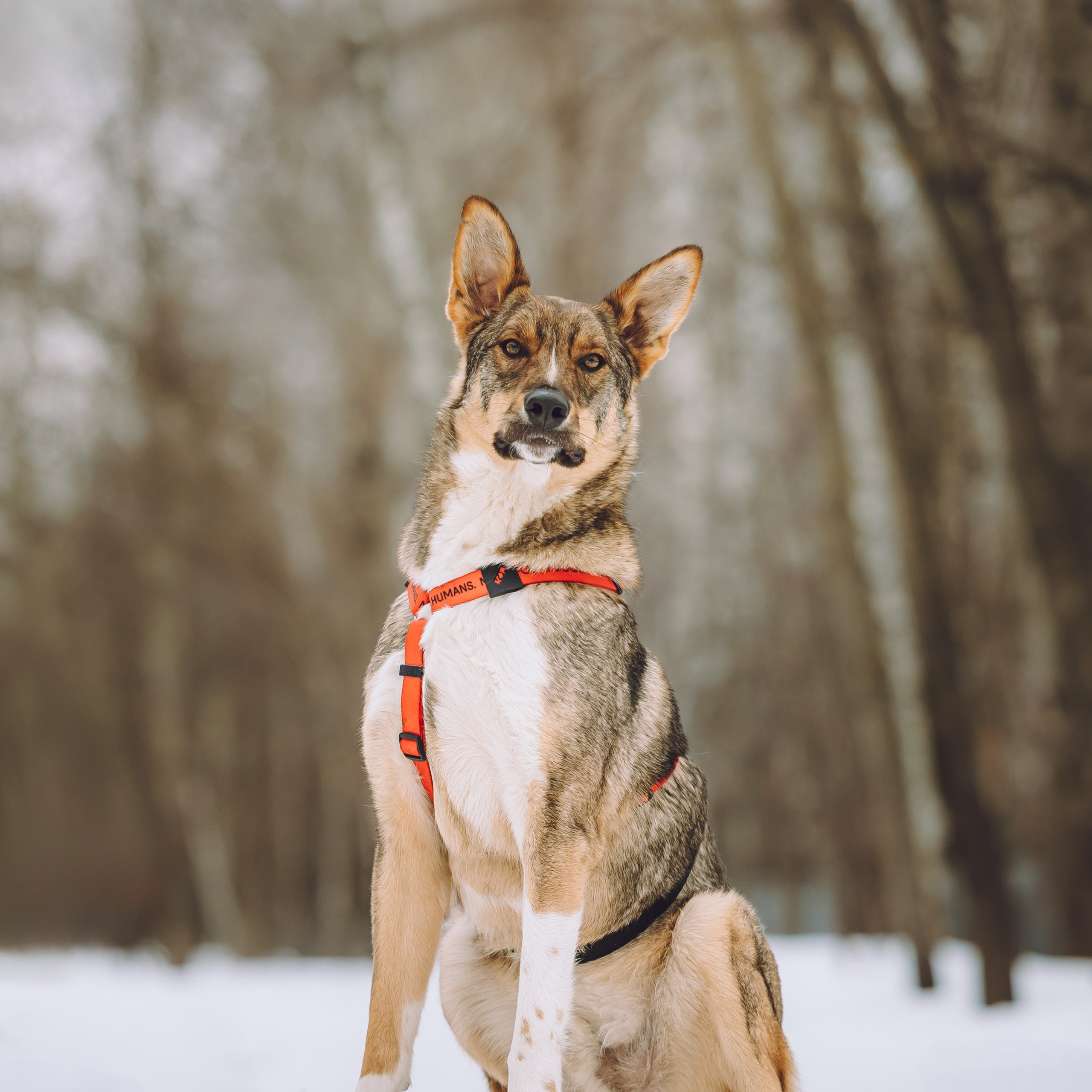 Ищут дом. Забери домой друга