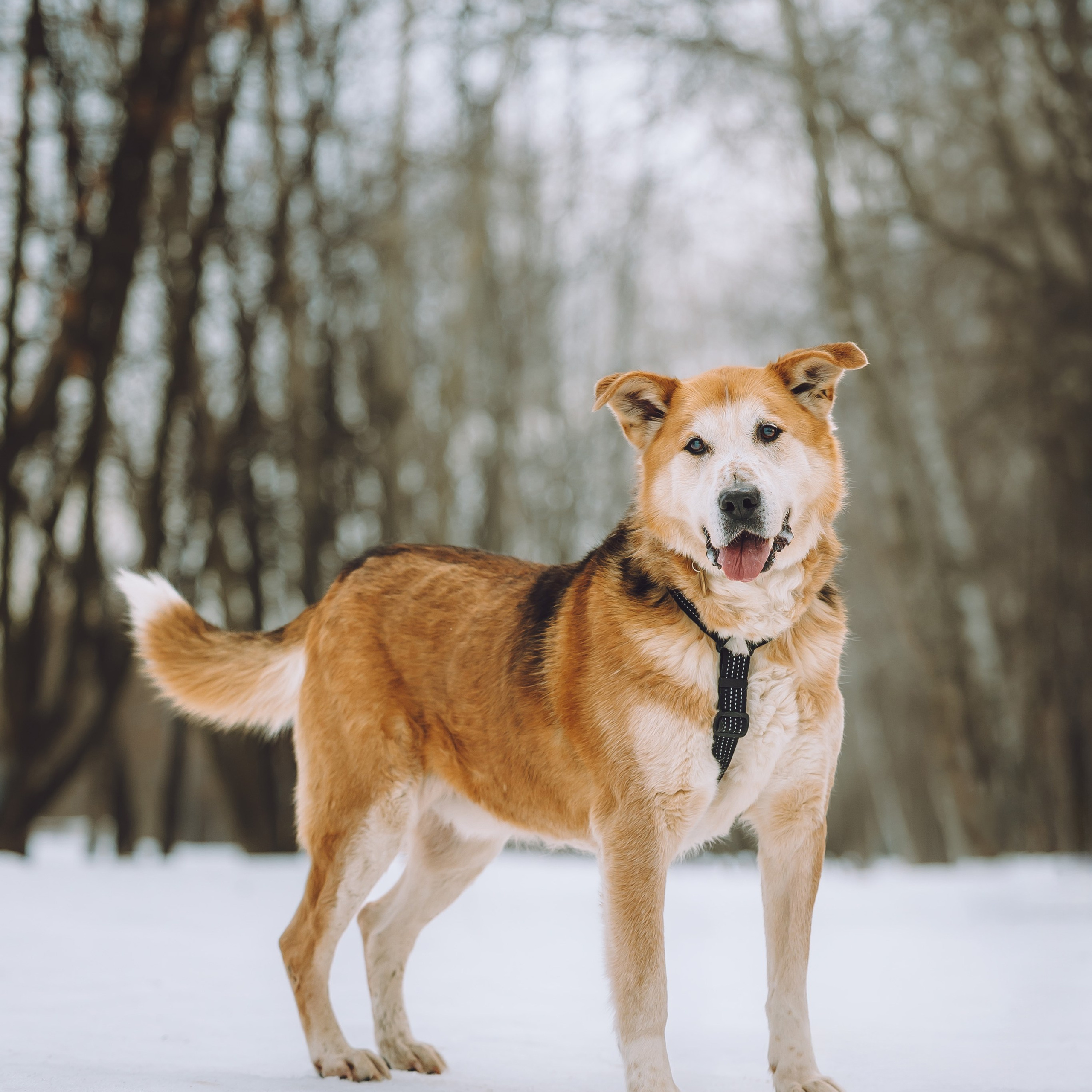 Ищут дом. Забери домой друга