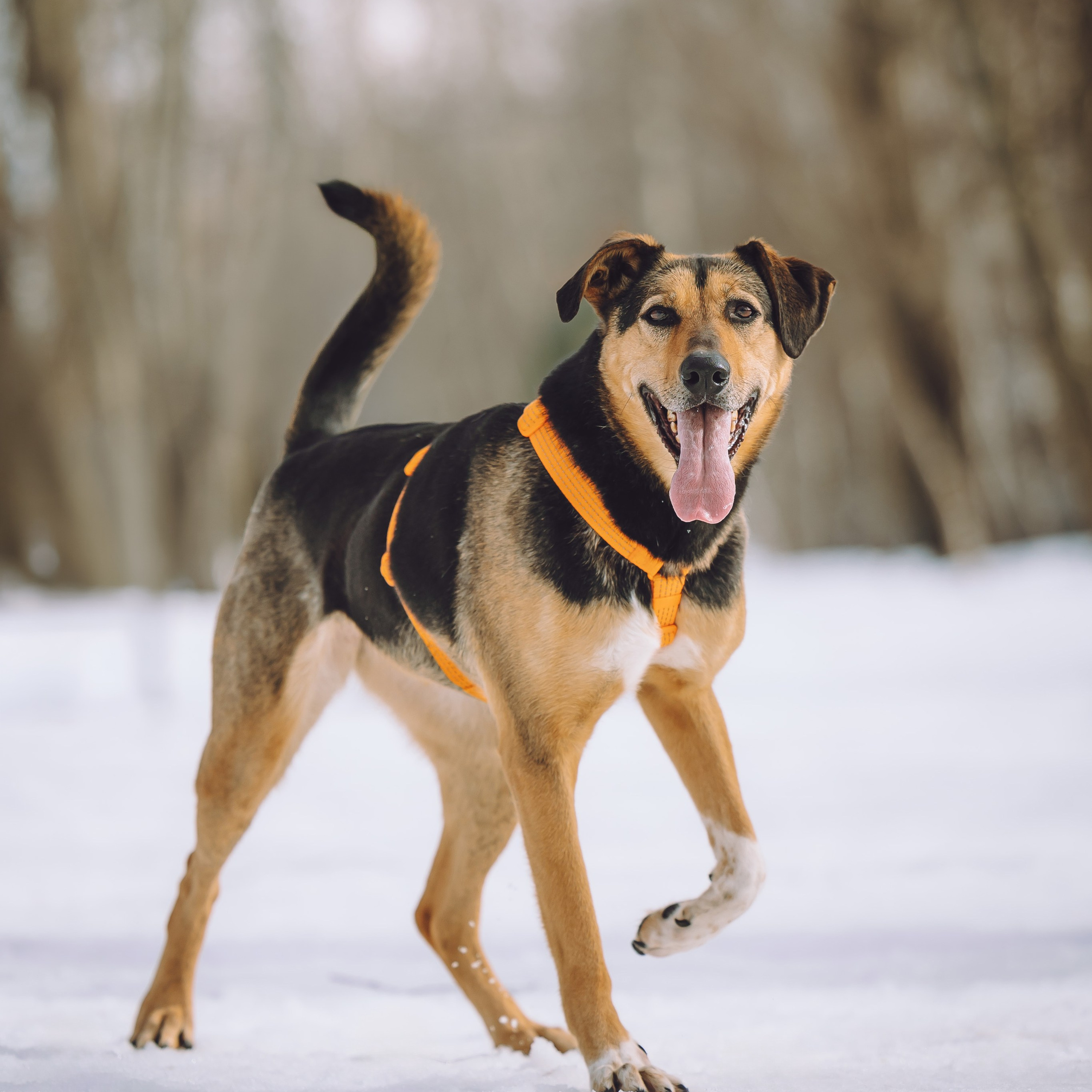 Ищут дом. Забери домой друга