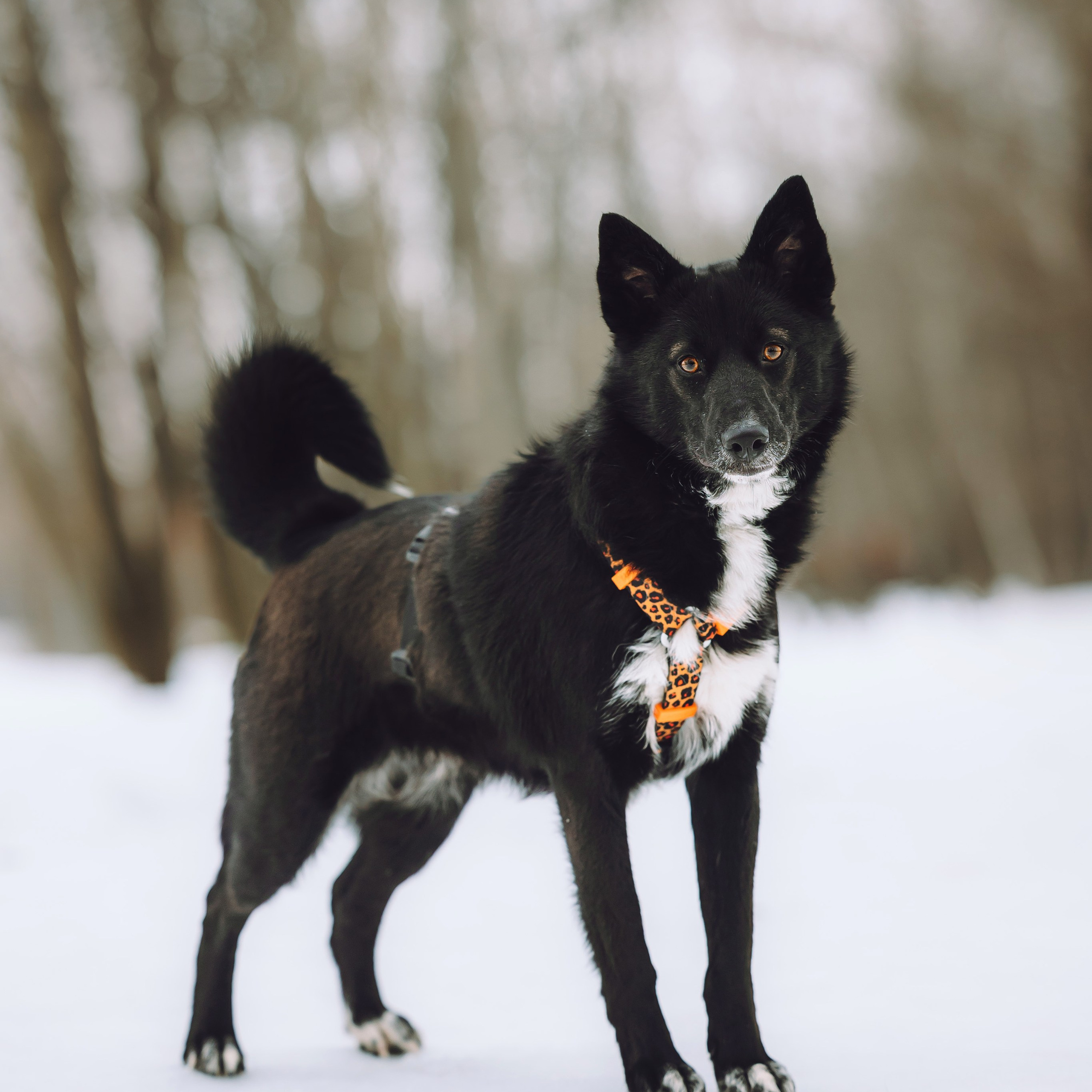 Ищут дом. Забери домой друга