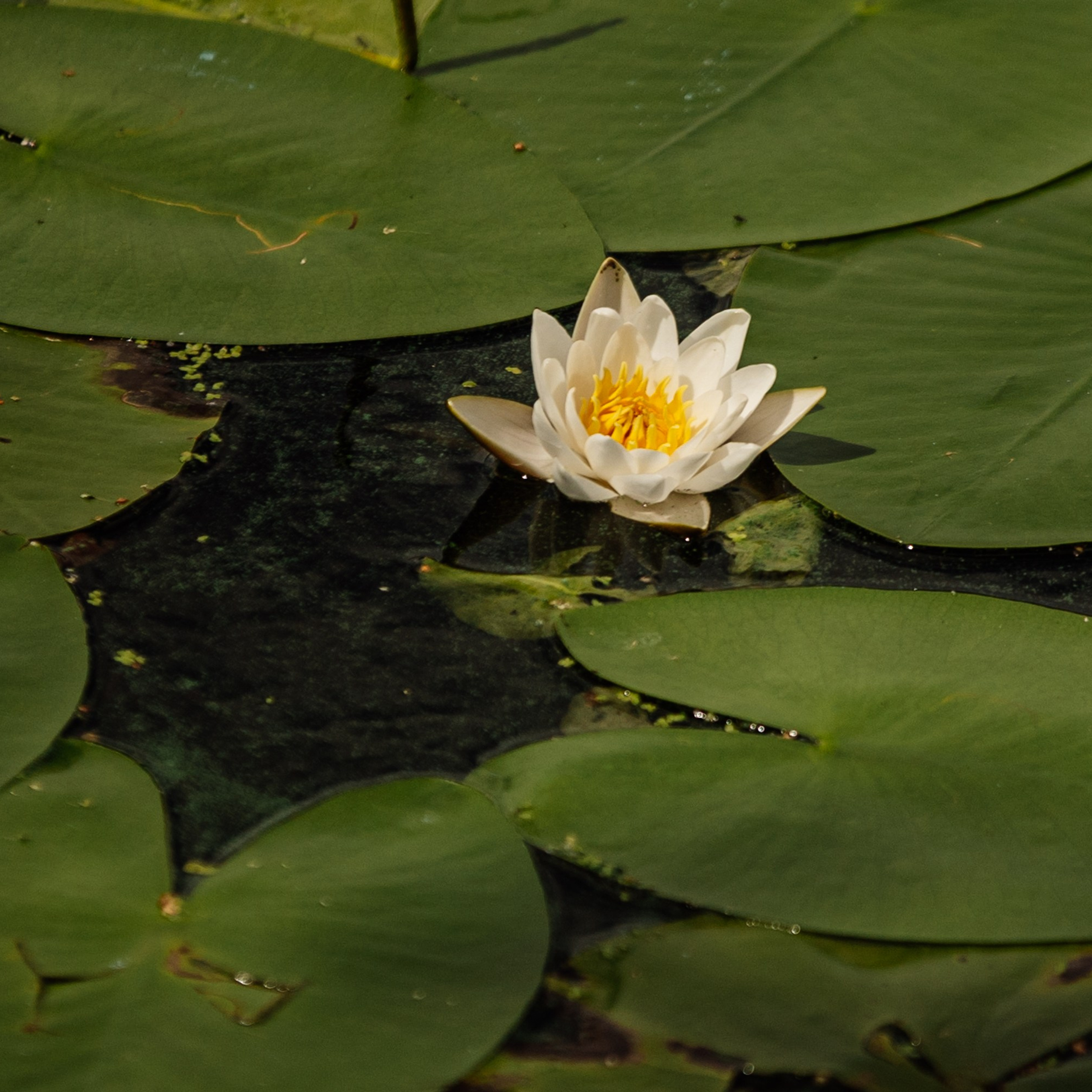 Яхт Клуб PROyachting. Регата. Репортажный фотограф. Москва. Алина Ланская