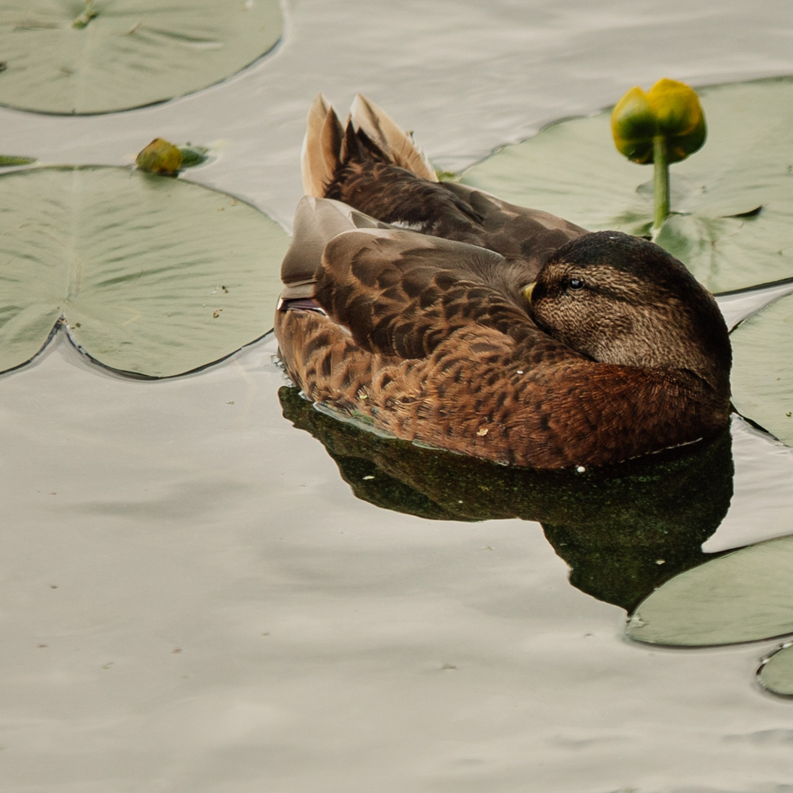 Яхт Клуб PROyachting. Регата. Репортажный фотограф. Москва. Алина Ланская