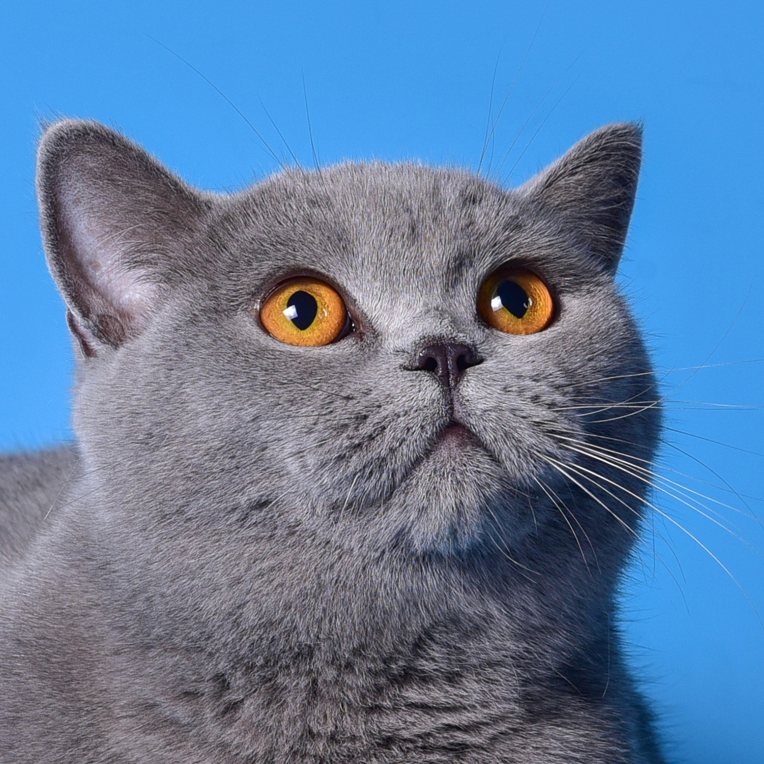 Великолепные шотландцы