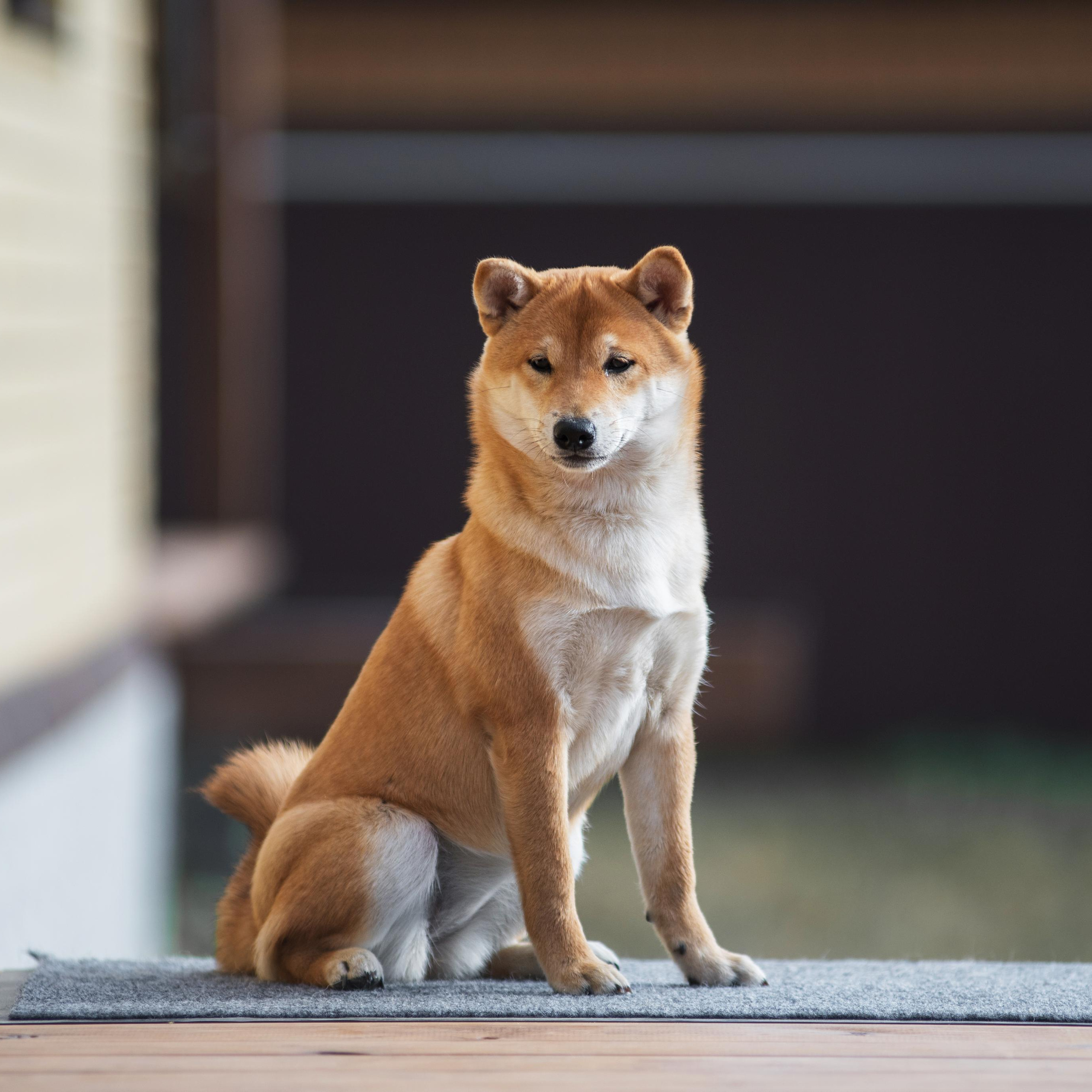 Щеночки Сибы