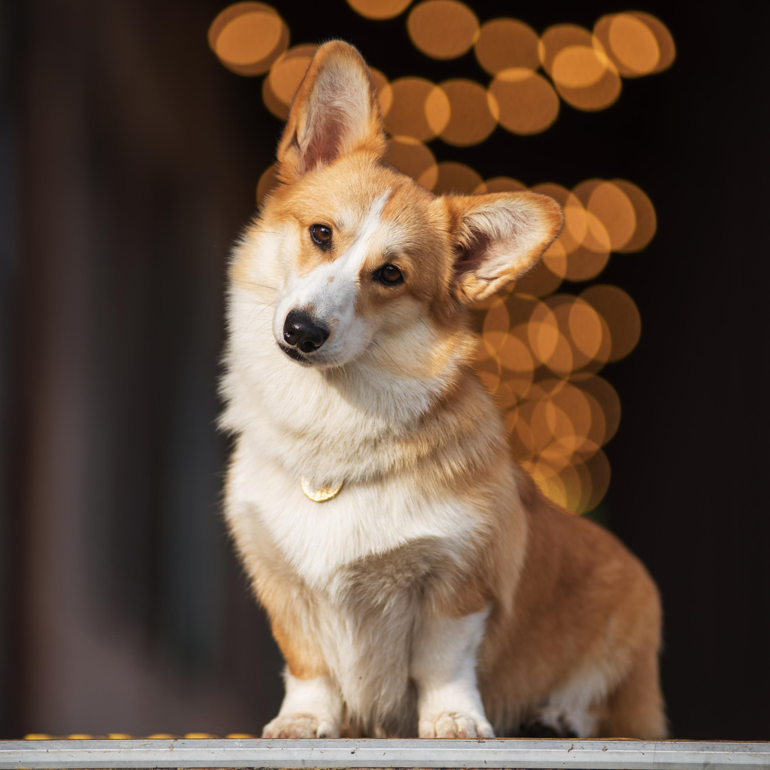 Ася и Плюша