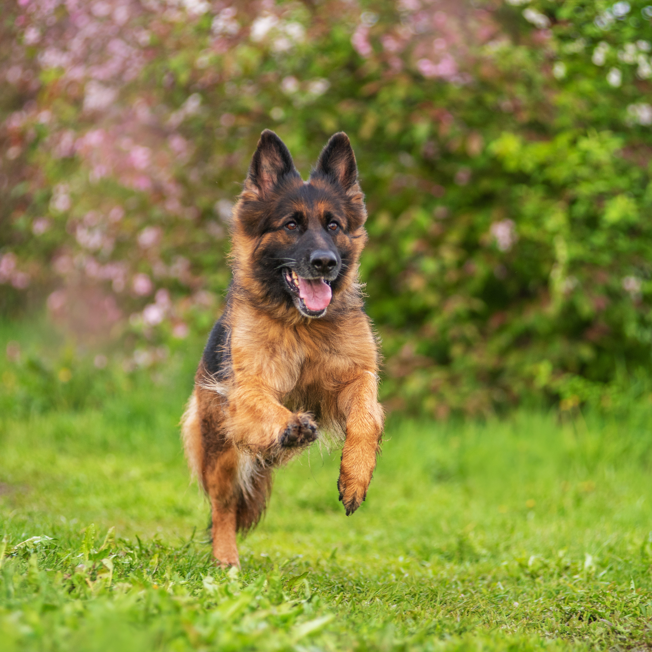 Овчарка в яблонях