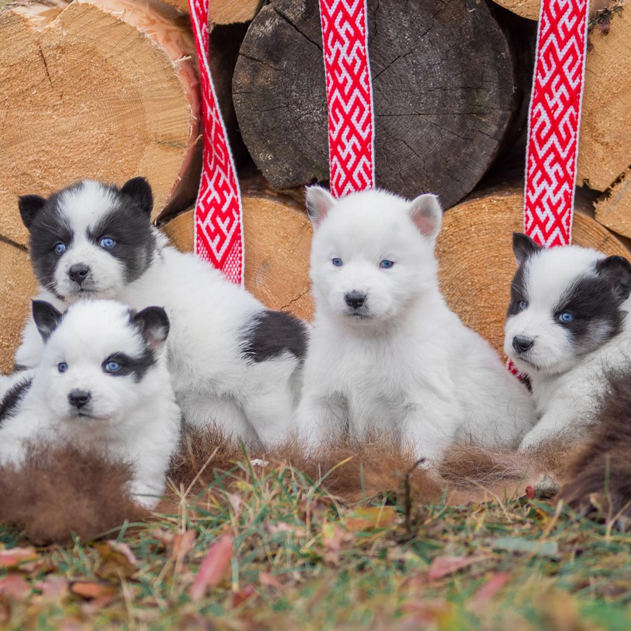 Щенки якуты. Осень 2020