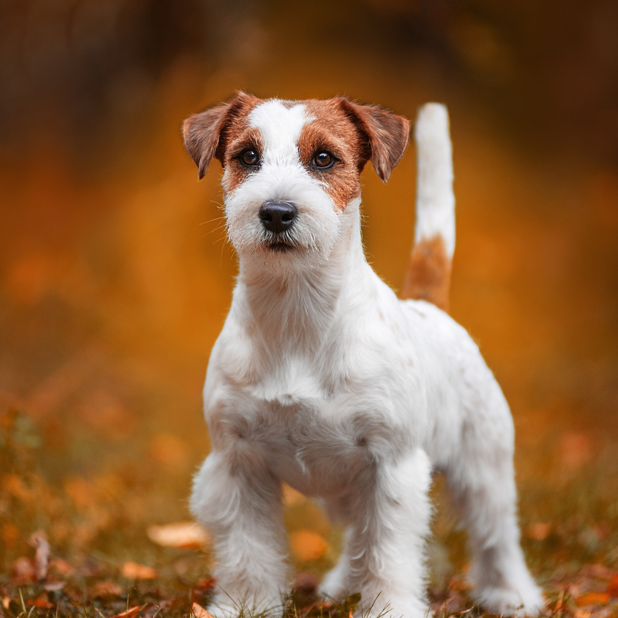 Осень с рыжими собаками