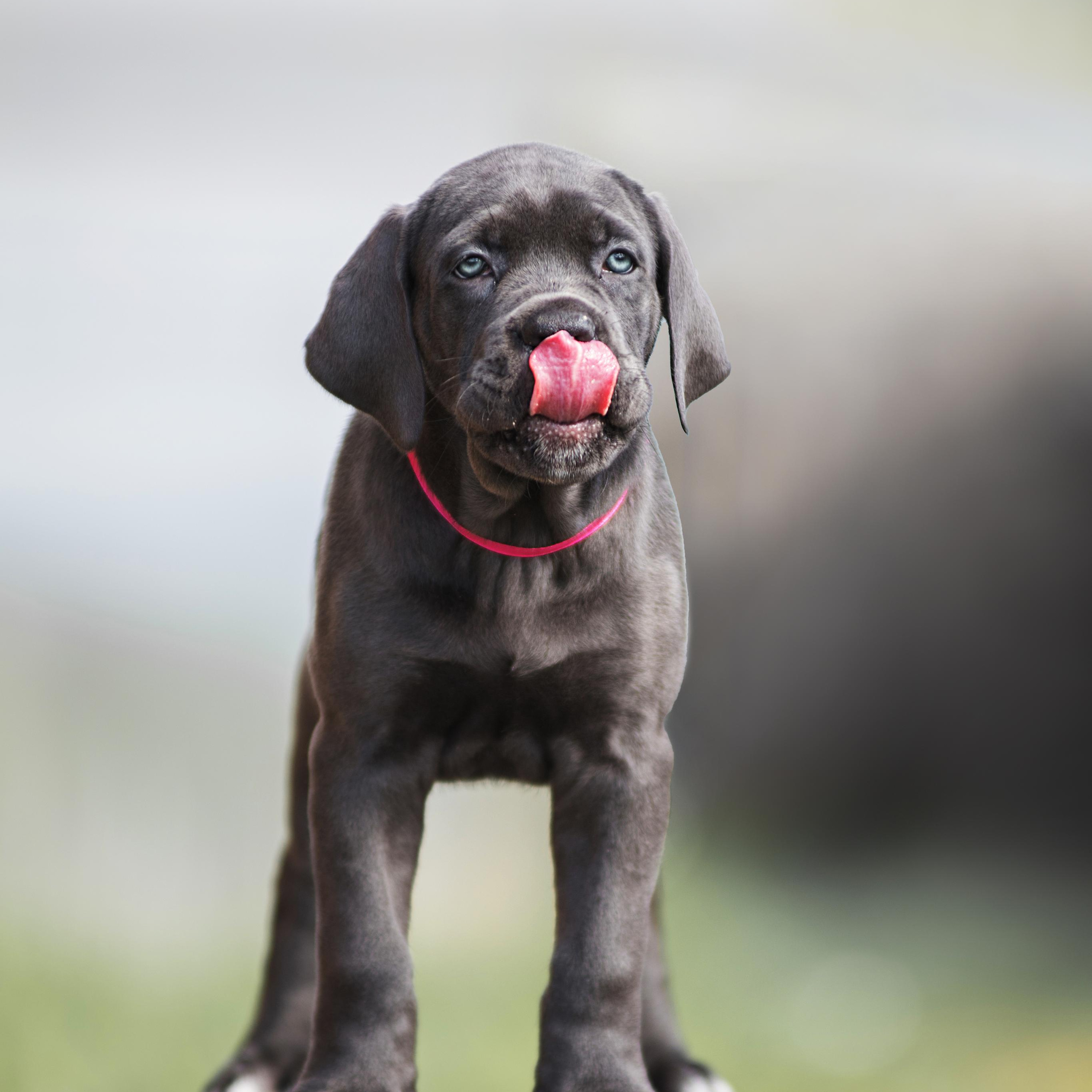 Щенки кане корсо