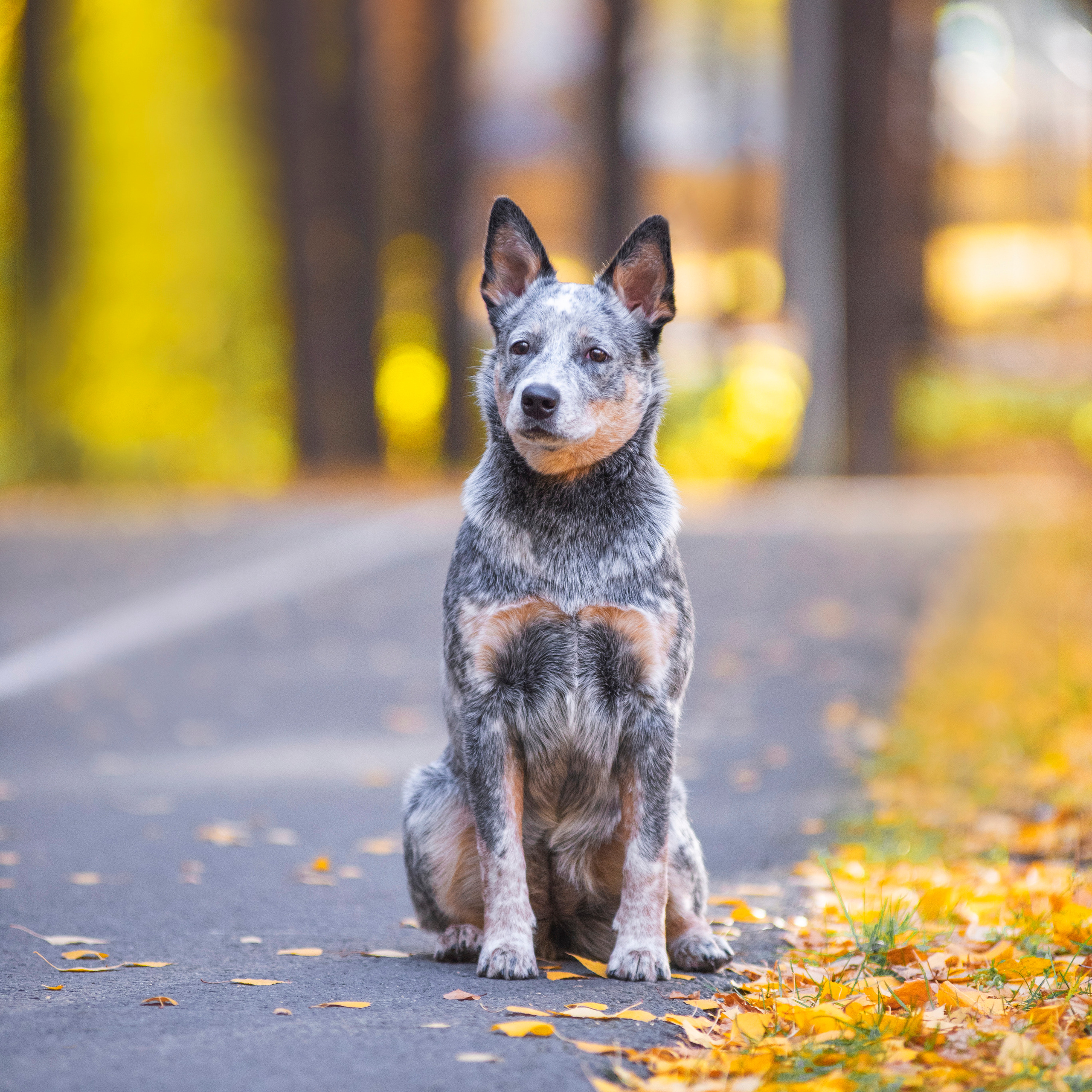 Осенний хиллер