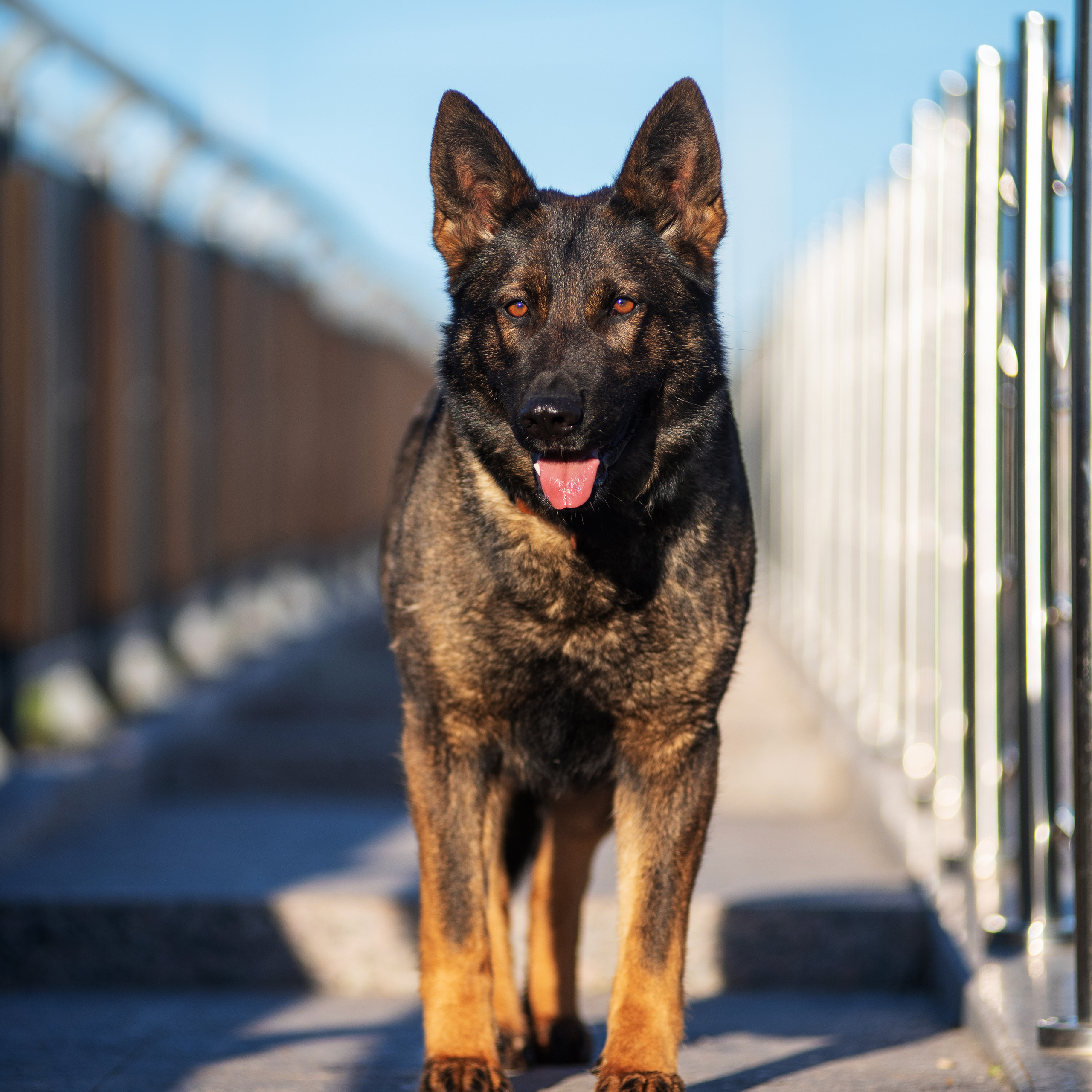 Весенняя овчарка