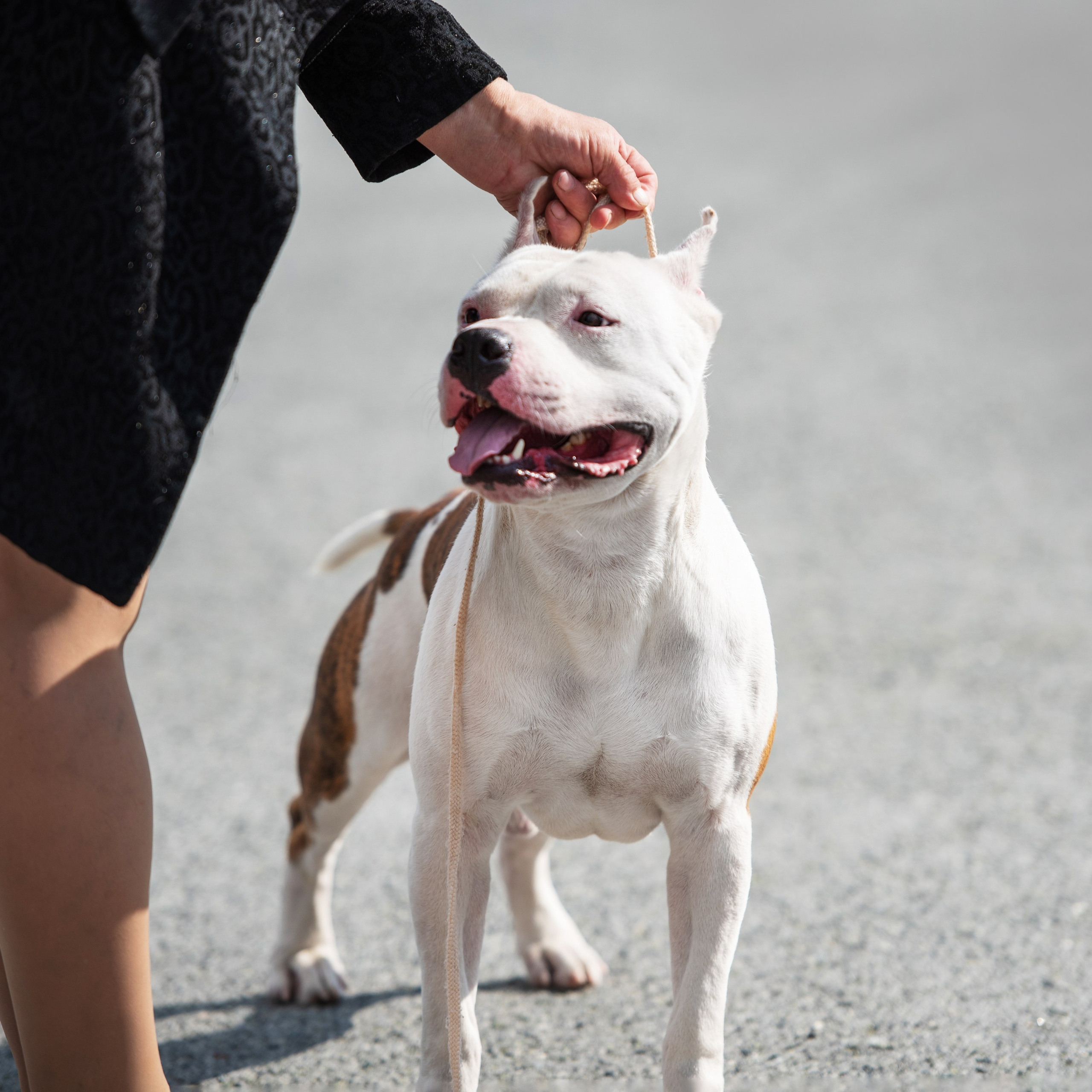 выставка собак Тюмень 02.09.2023