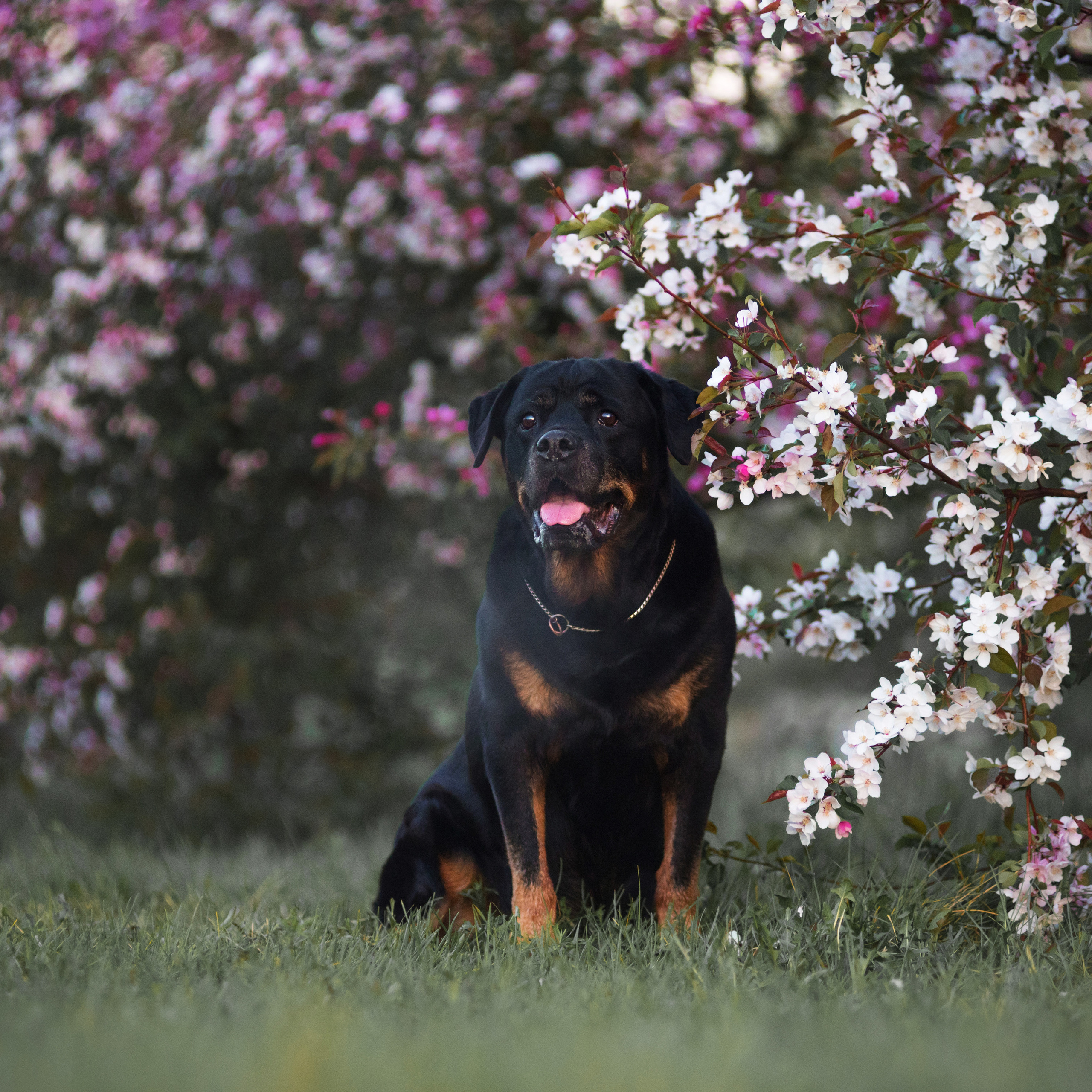 Лиза, Буня и Корж. Весна цветущая