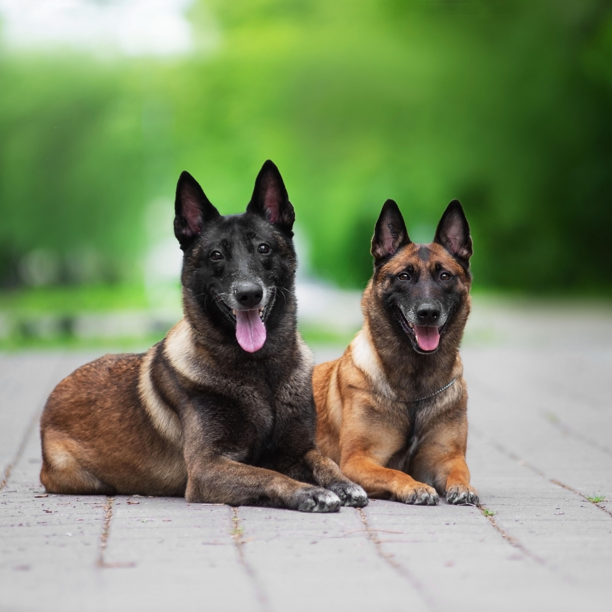 Летние овчарки