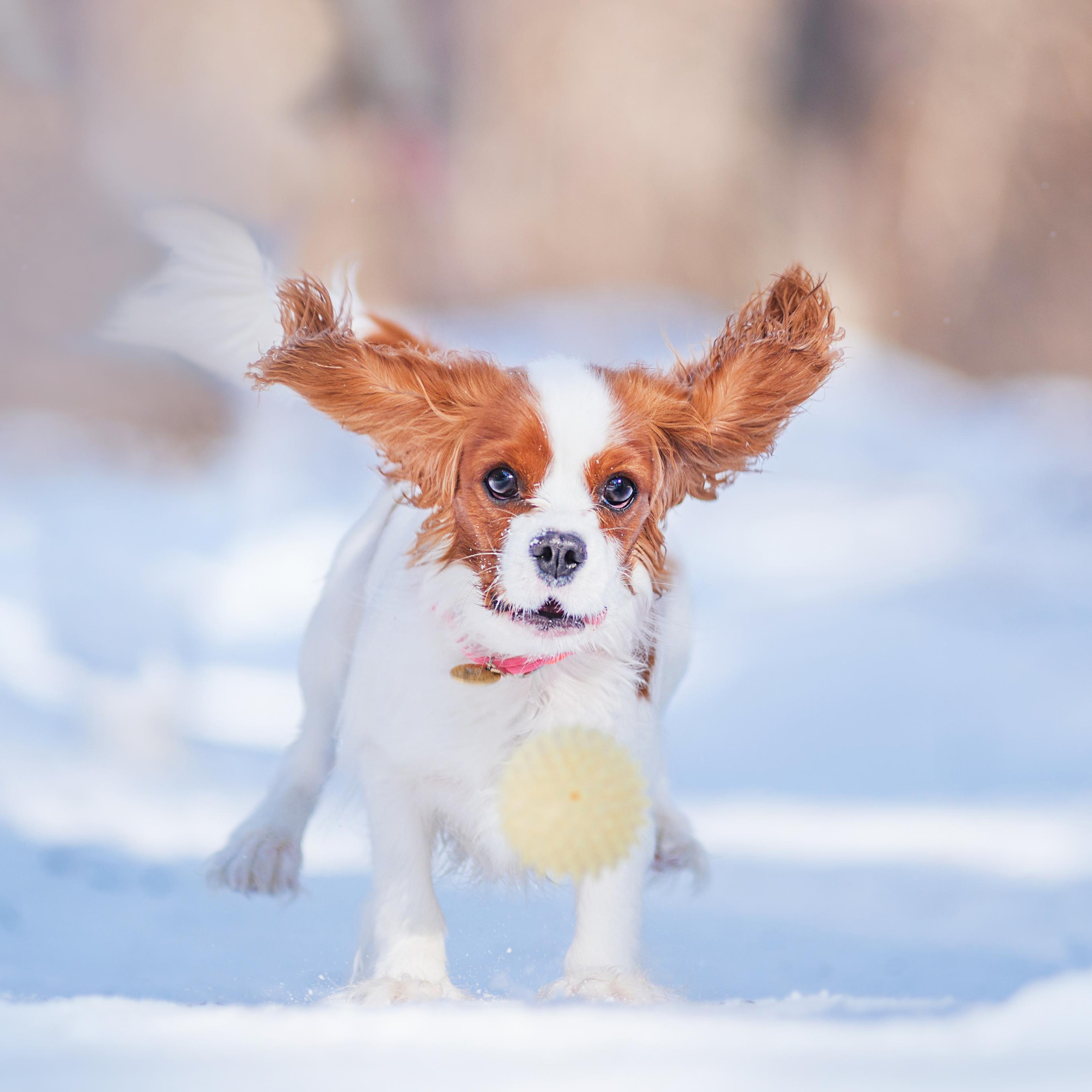 Весенний кавалер Лола