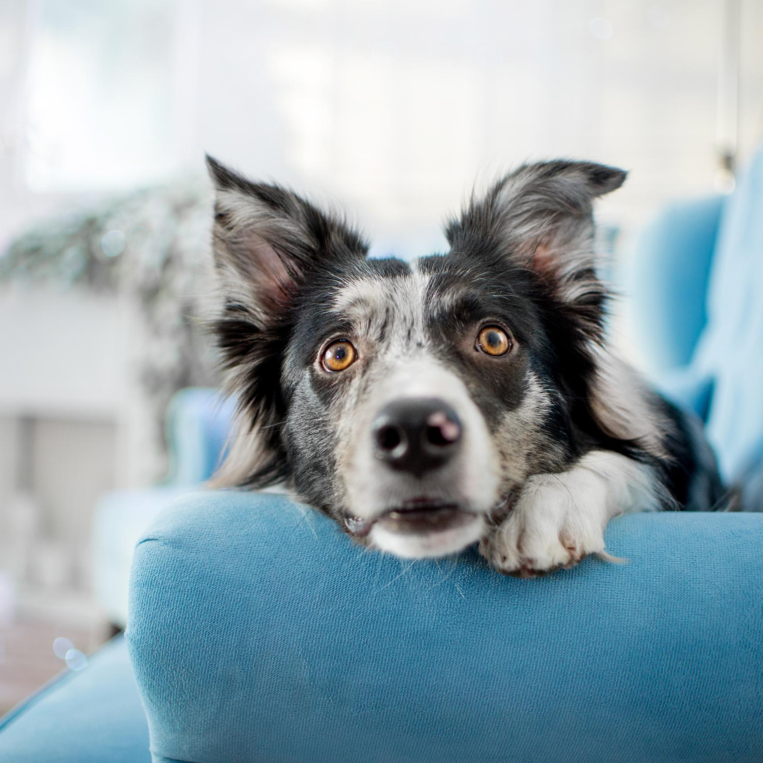 Настя, Илья и Тейс. Новогодняя съемка 2021