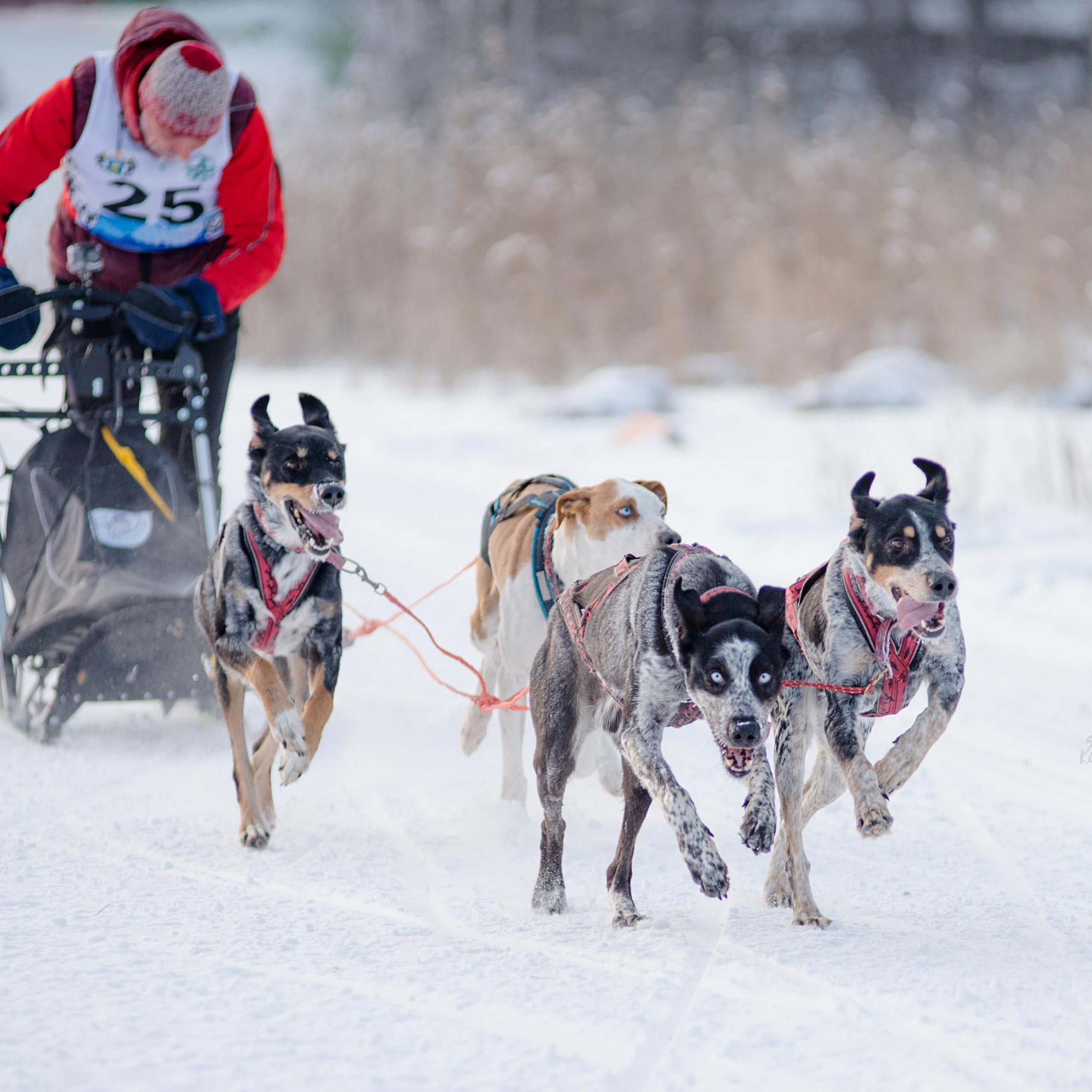 Рождественская гонка на Пруду Лесном 10.01.2021