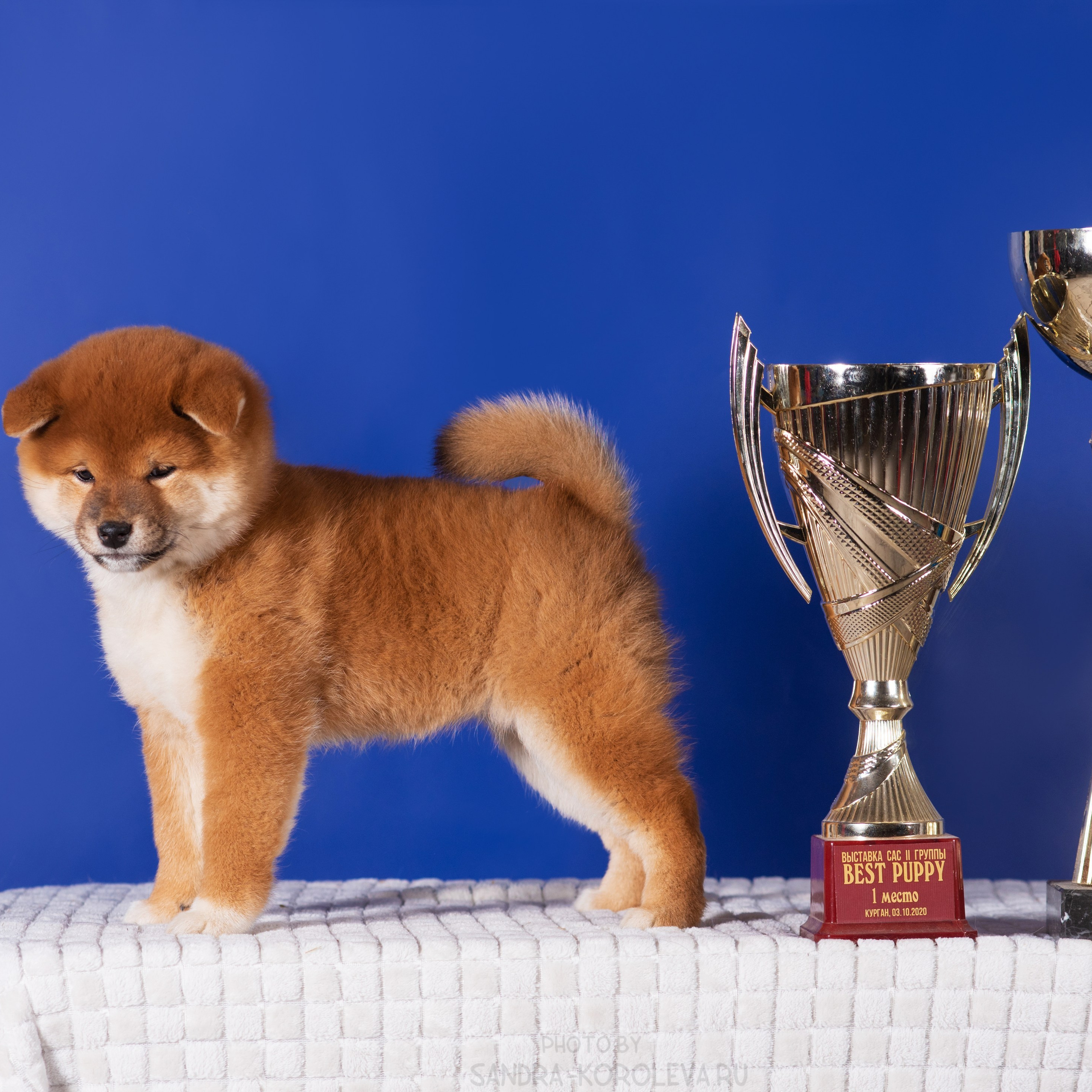 милые щеночки