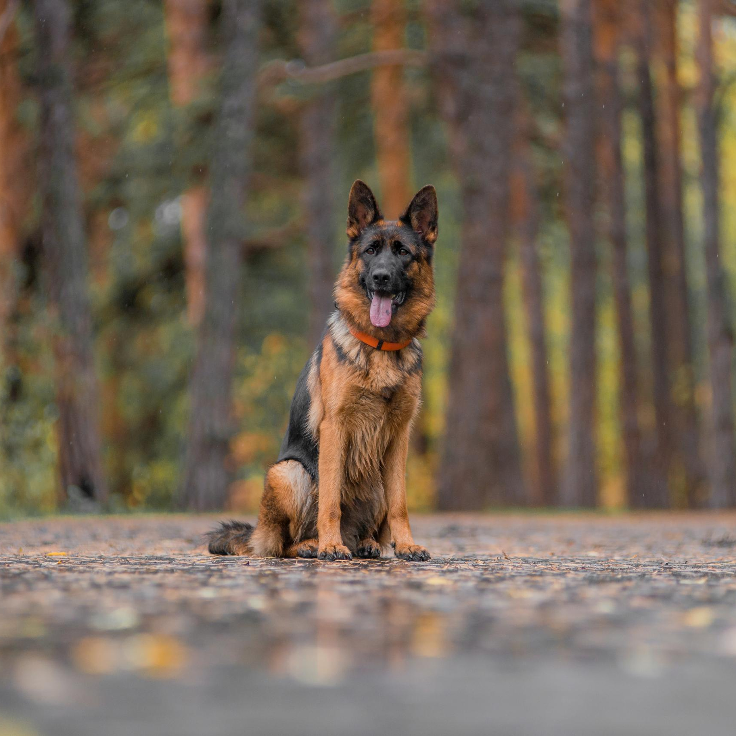 Осенняя овчарка Гейм