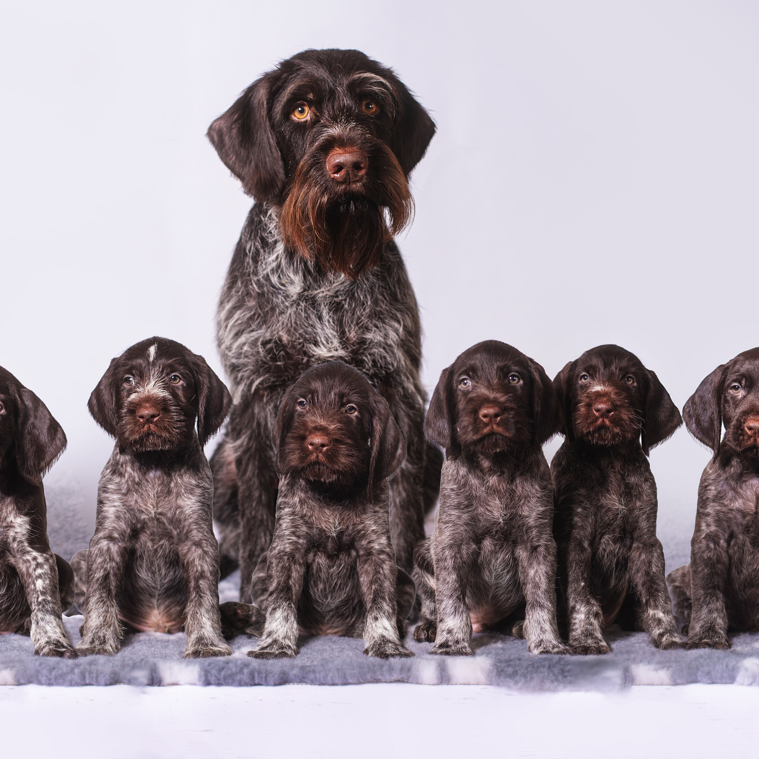 Дратхаарята