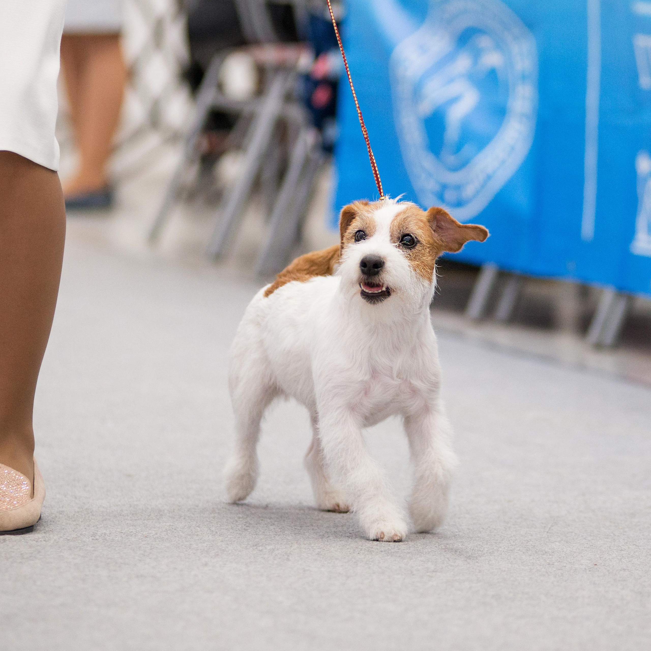 Выставка собак г. Тюмень 07.02.2020