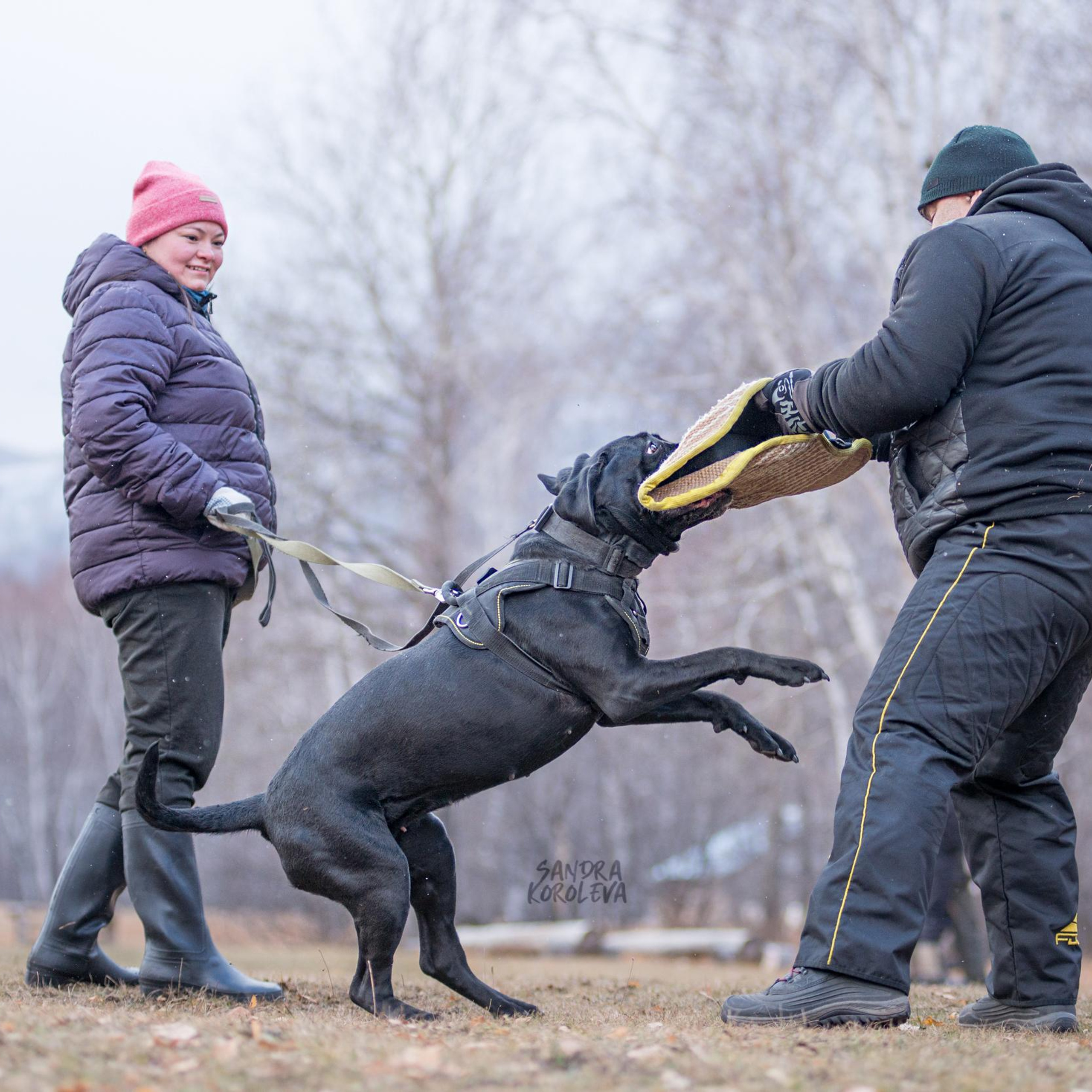 Кусающиеся собаки. Магнитогорск. Осень 2020