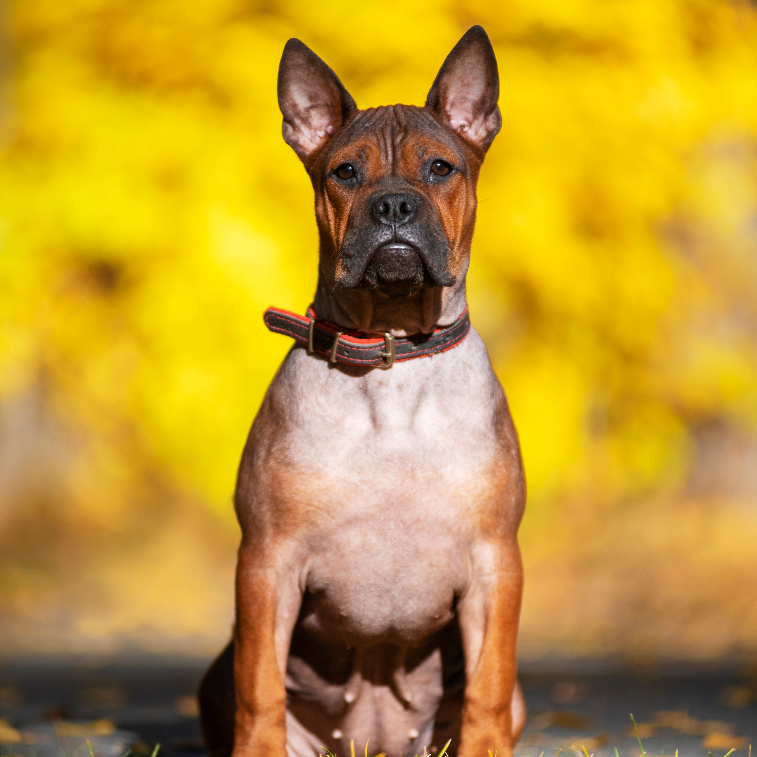 Полина и ее питомцы