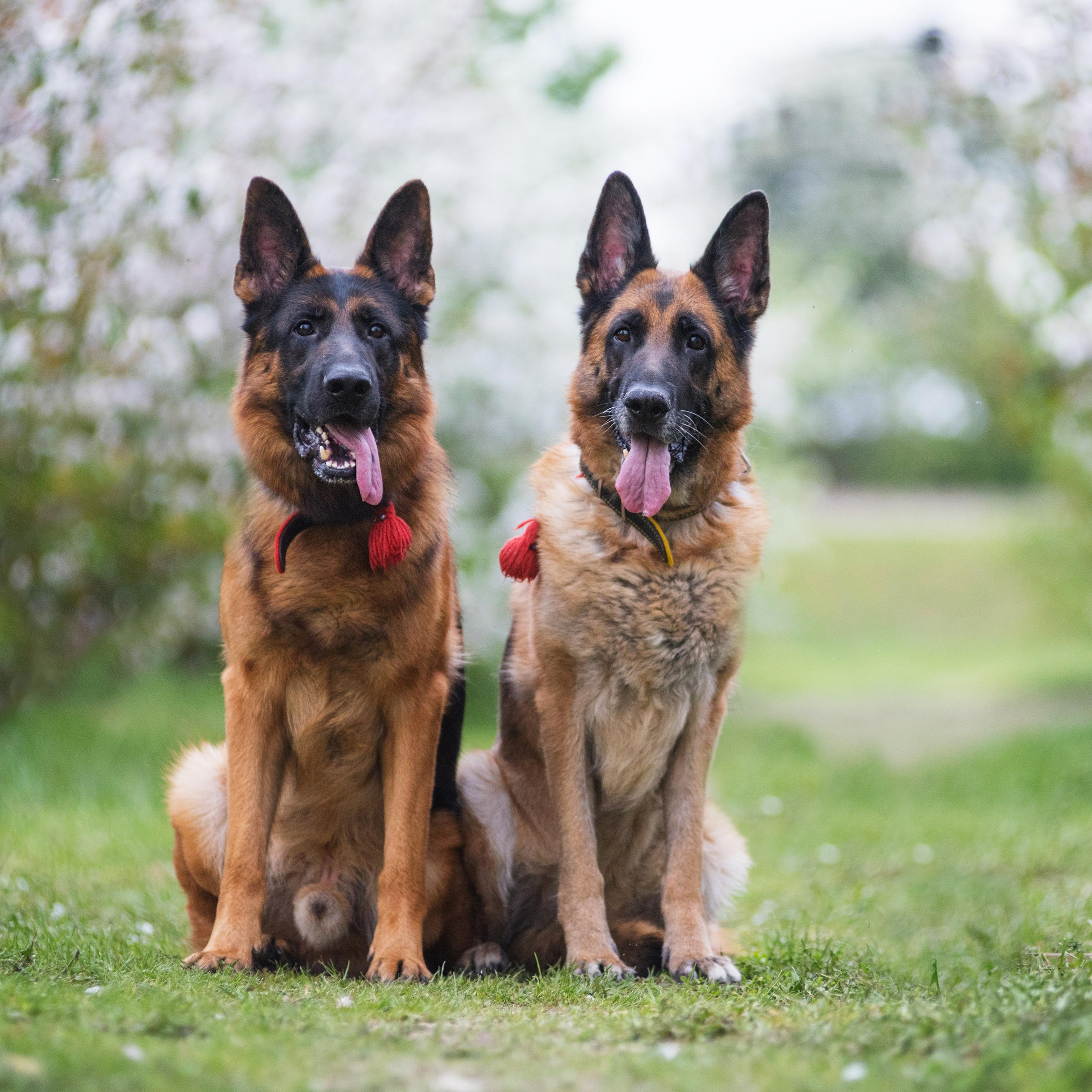 Овчарки в яблонях :)