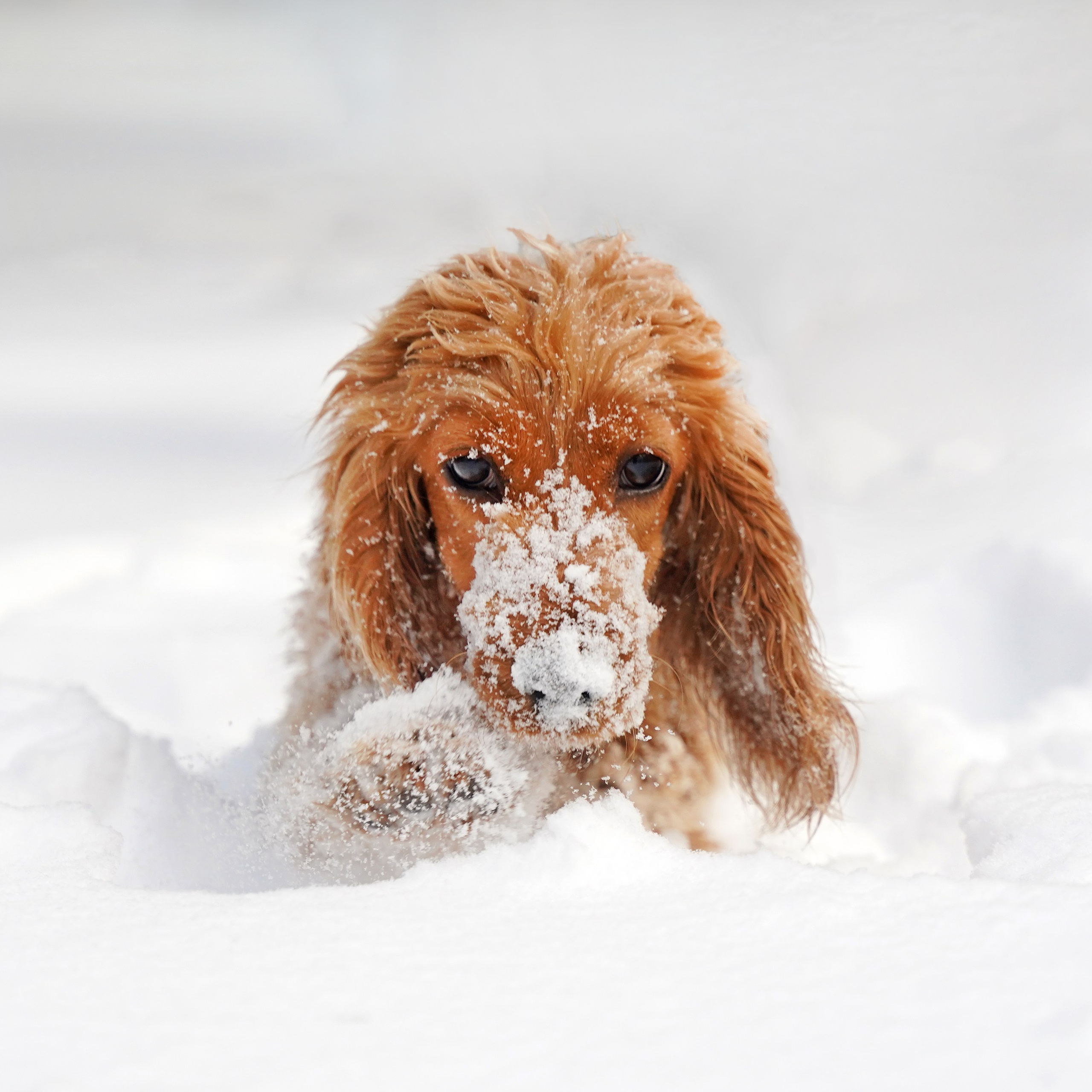 Фотограф Наталья Погодина в г. Обнинске