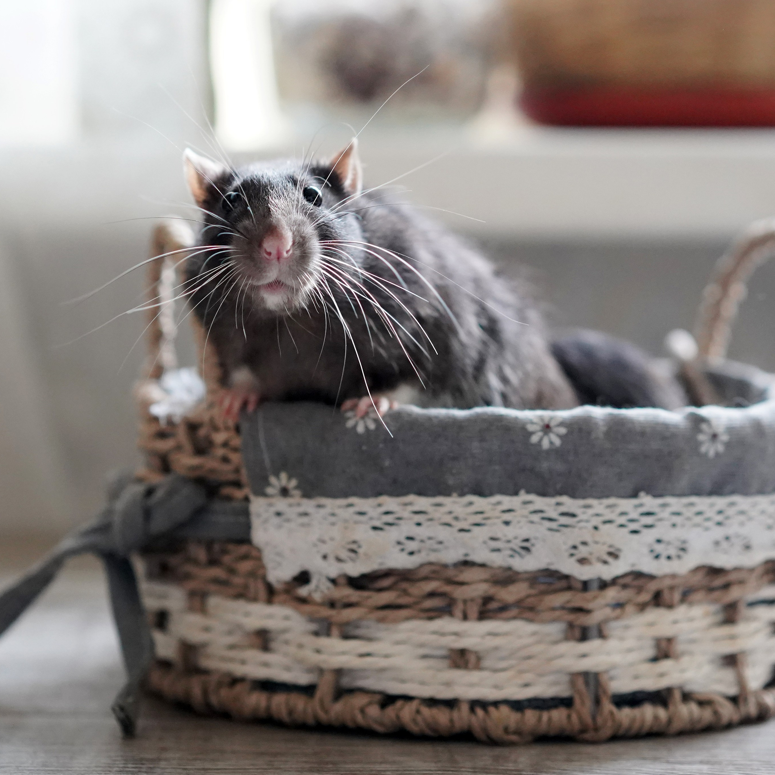 Фотограф Наталья Погодина в г. Обнинске