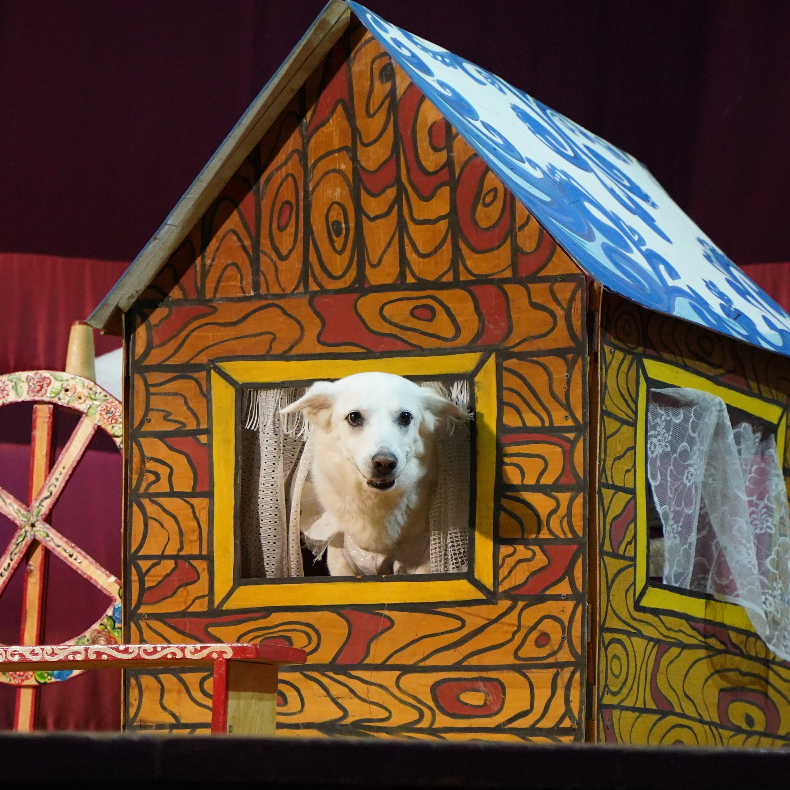 Цирк дрессированных собак