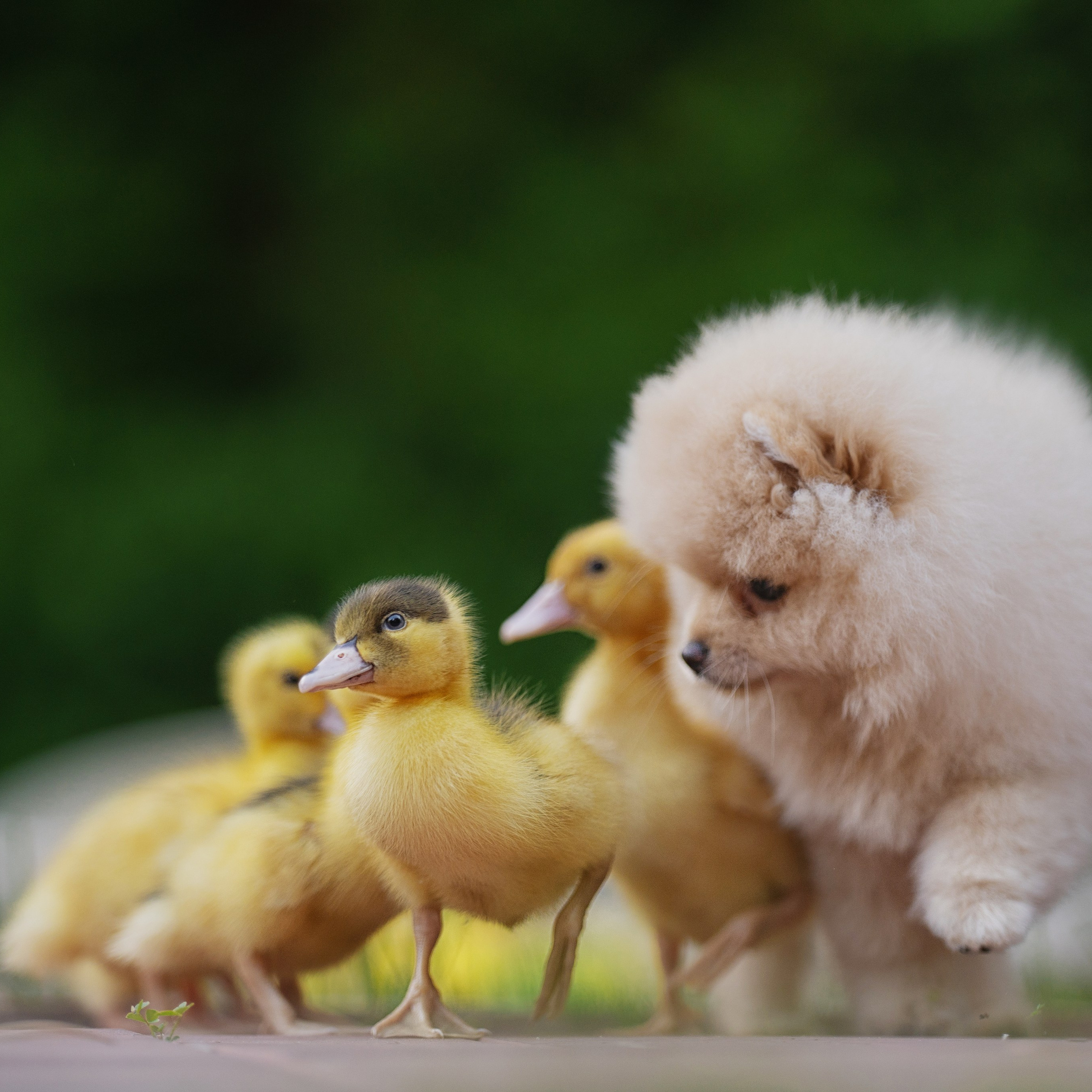 Оскар и утята