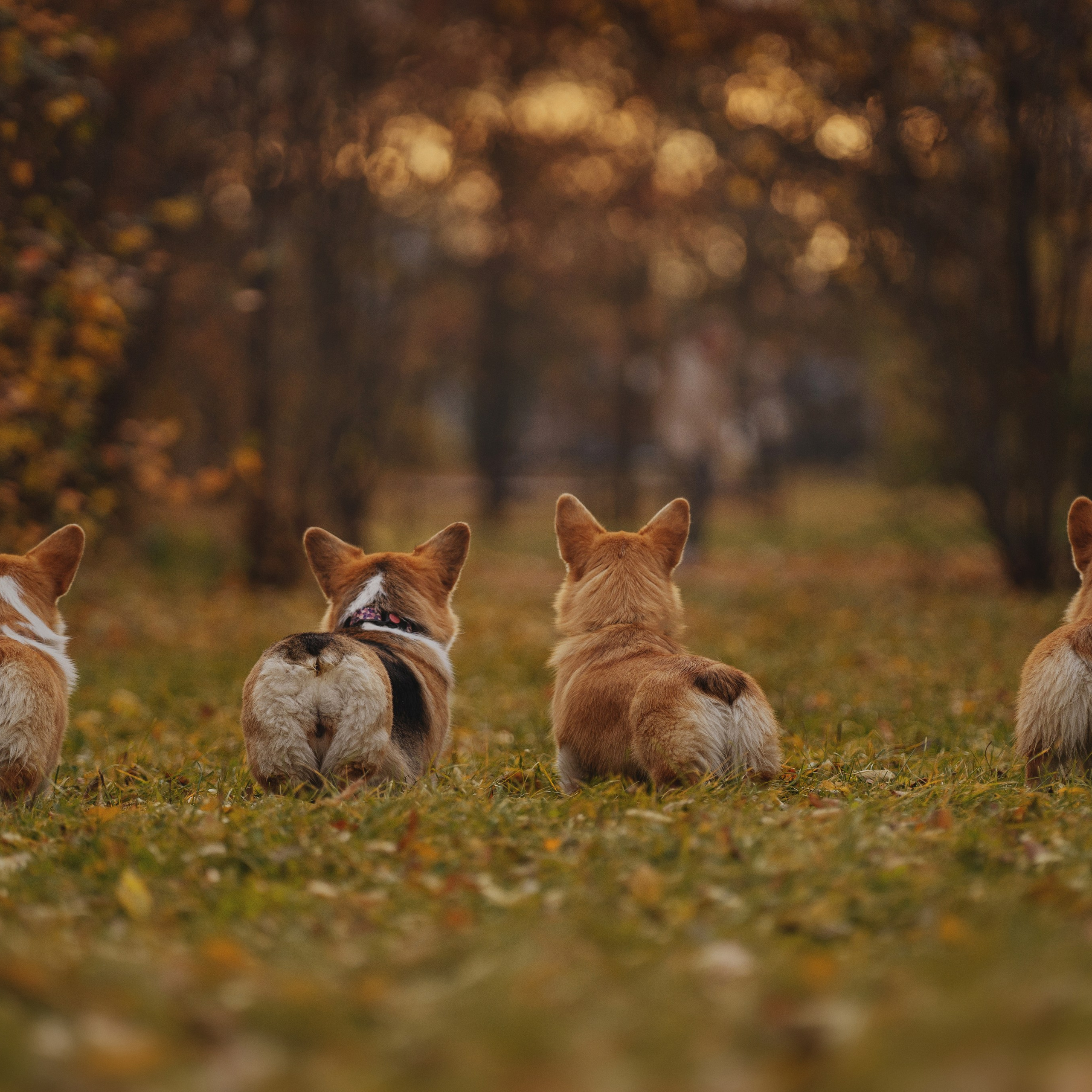 Ольга с семьей и их коргибанда