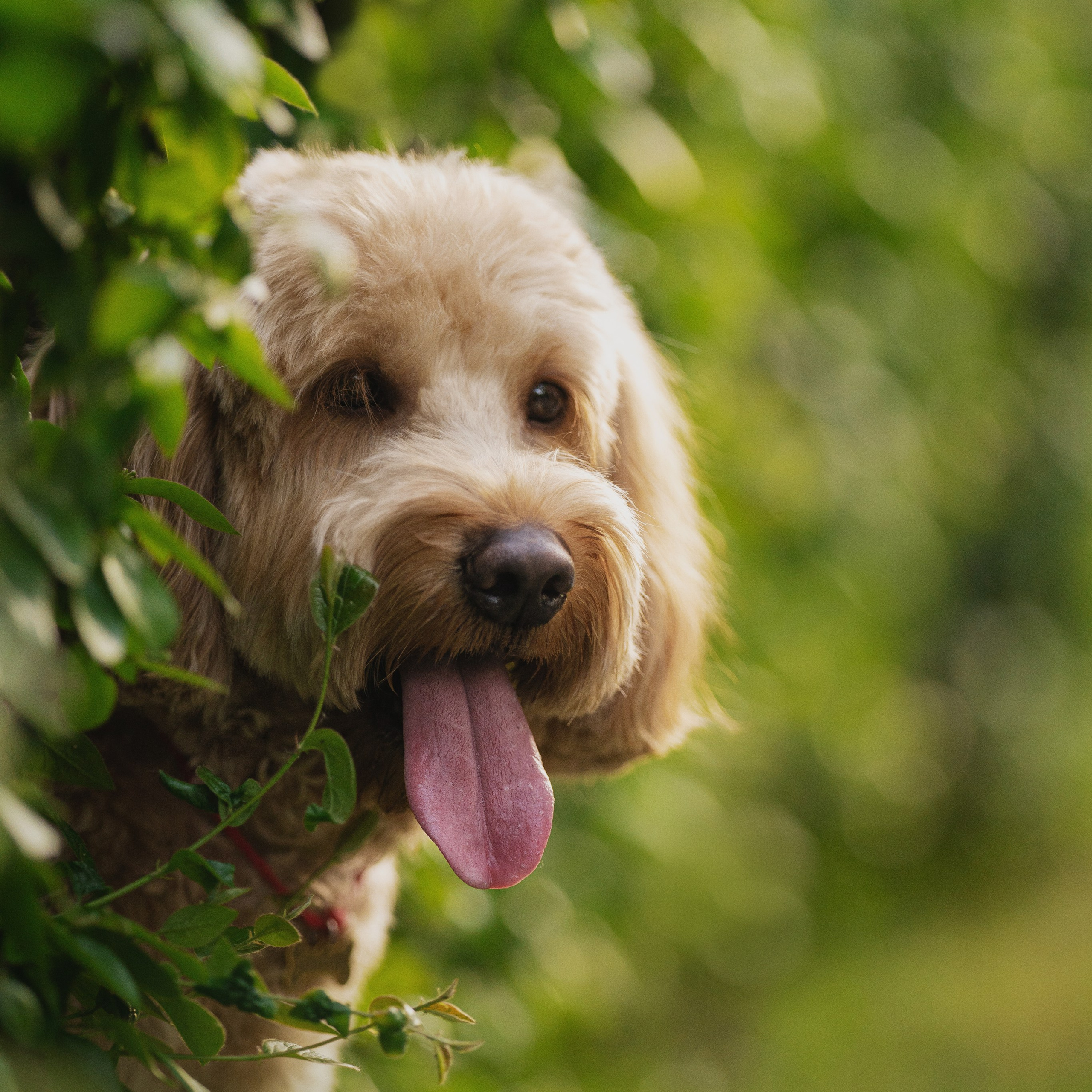 Алла и ее мальчики