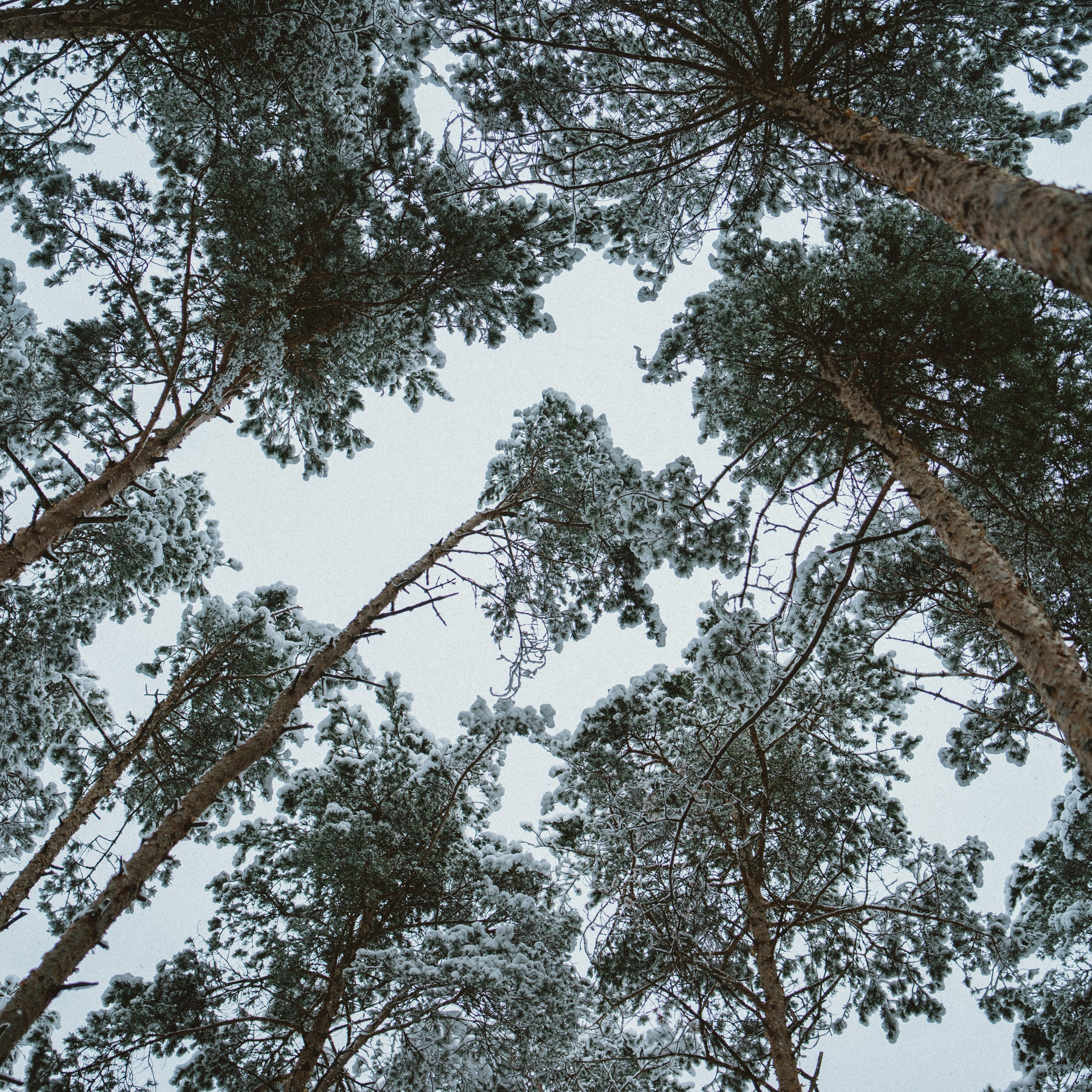 Зимняя прогулка