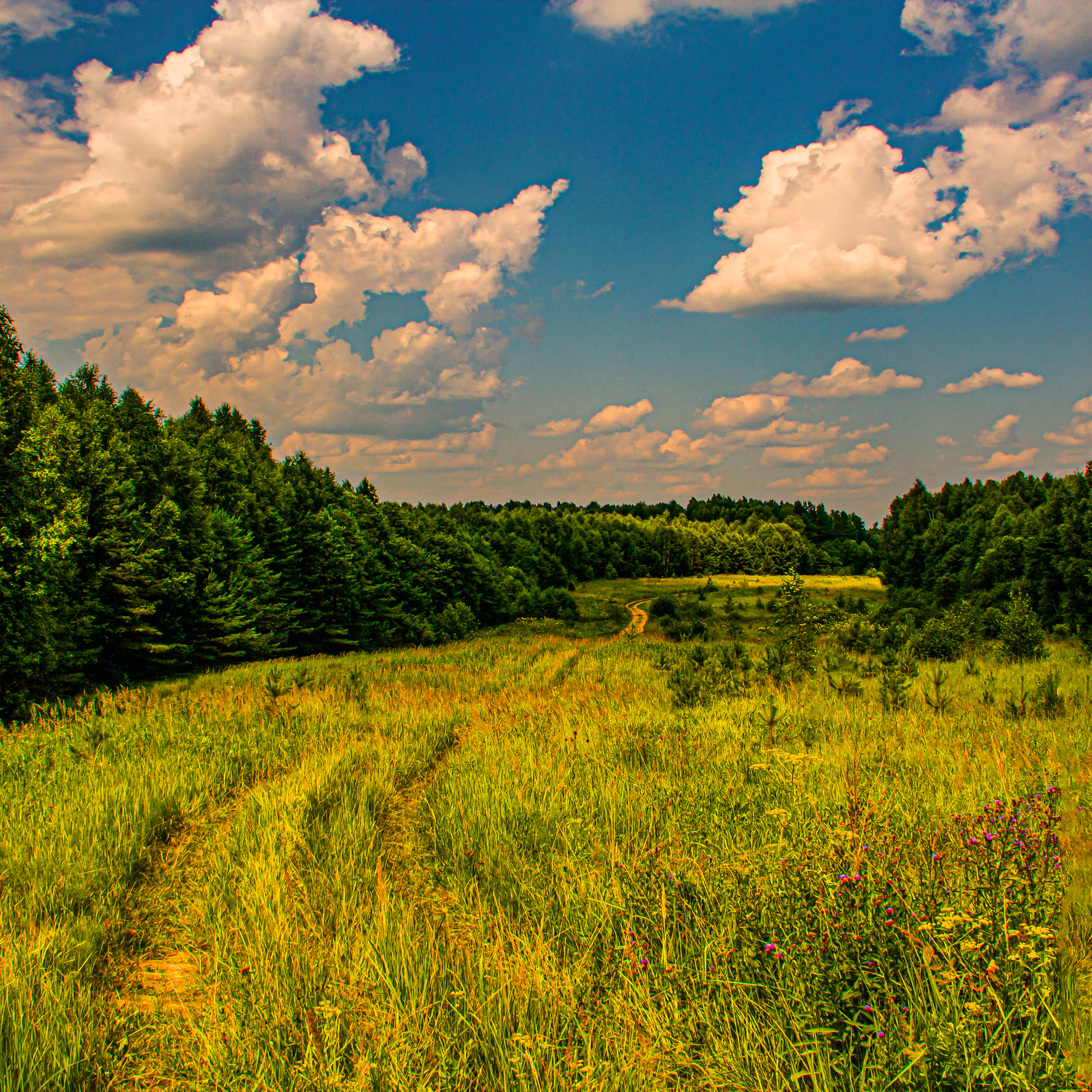Природа Старицкого края. Днем.