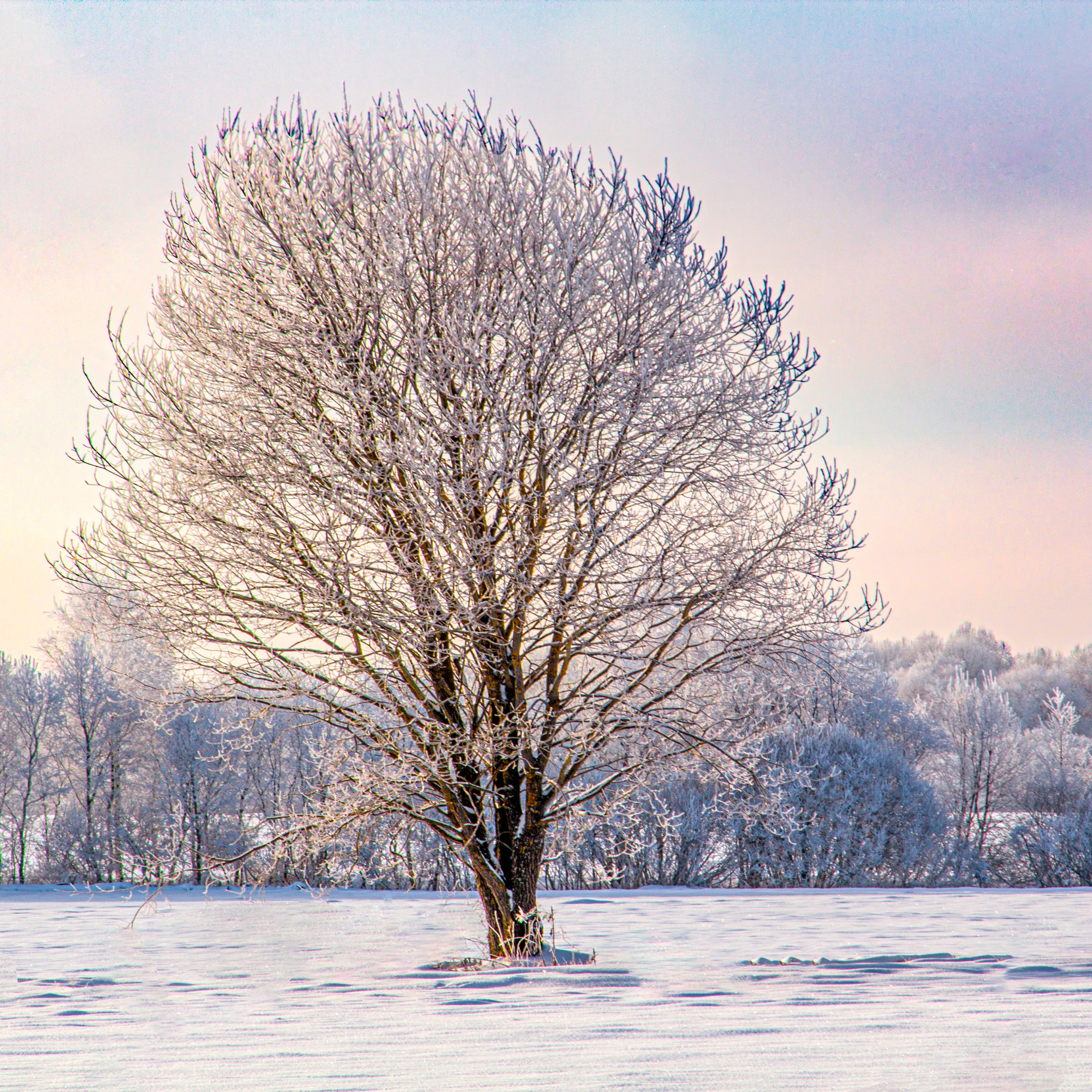 Природа Старицы. Зима.