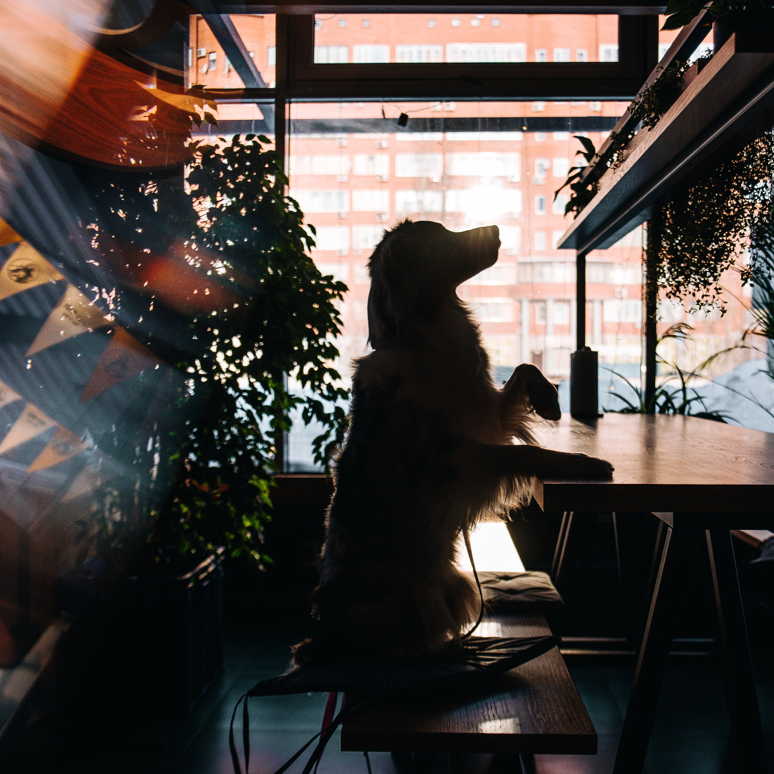 Лиза и Харли в кафе