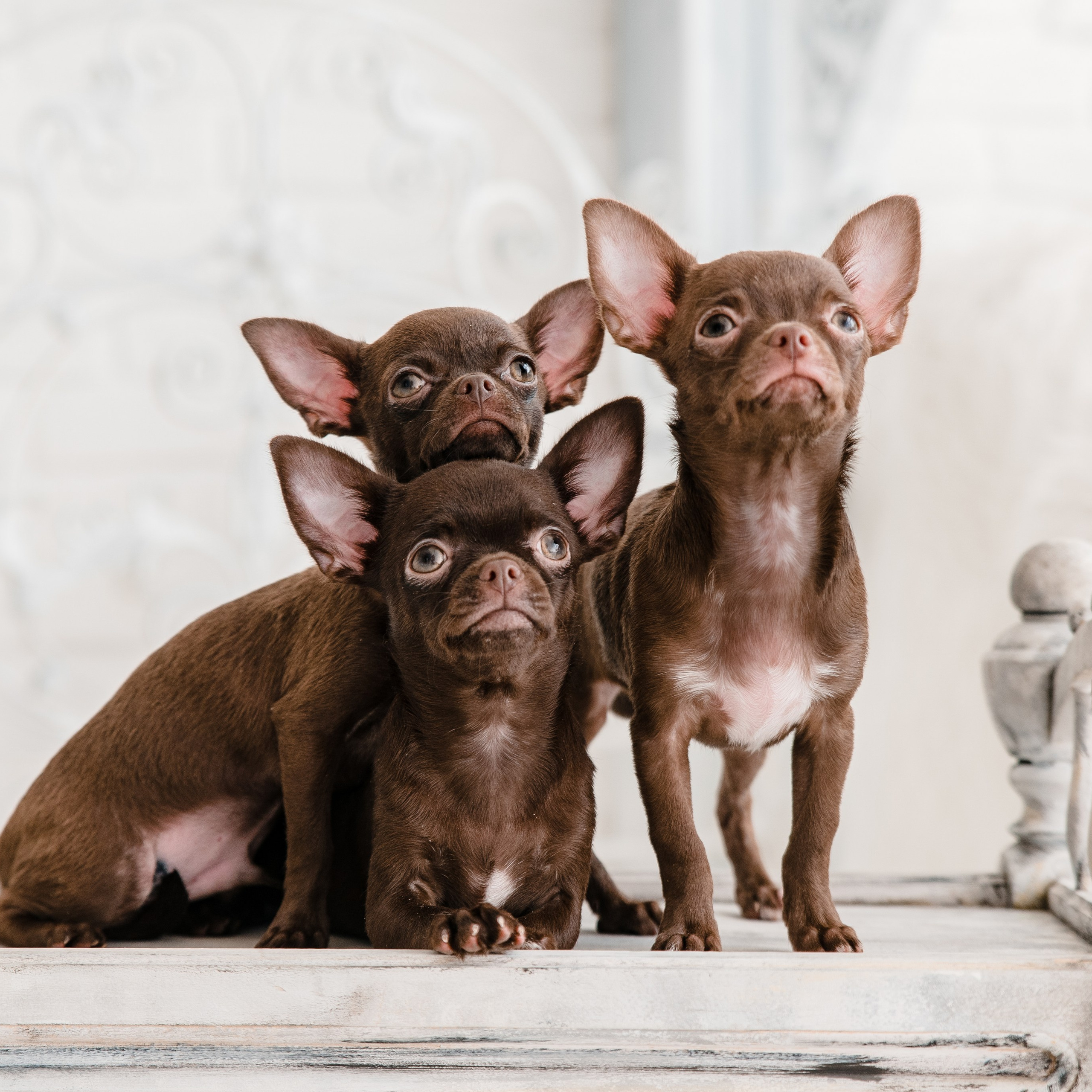 Чихуа Ахуа студия